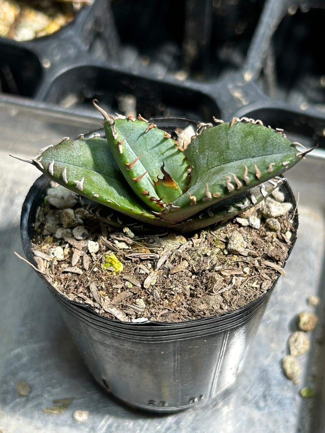 【 84 】oteroi seedling ②