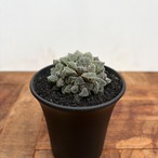 Haworthia ‘Kurozatou’【ハオルチア・黒砂糖】