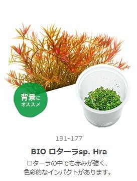水草 | aquarium shop earth