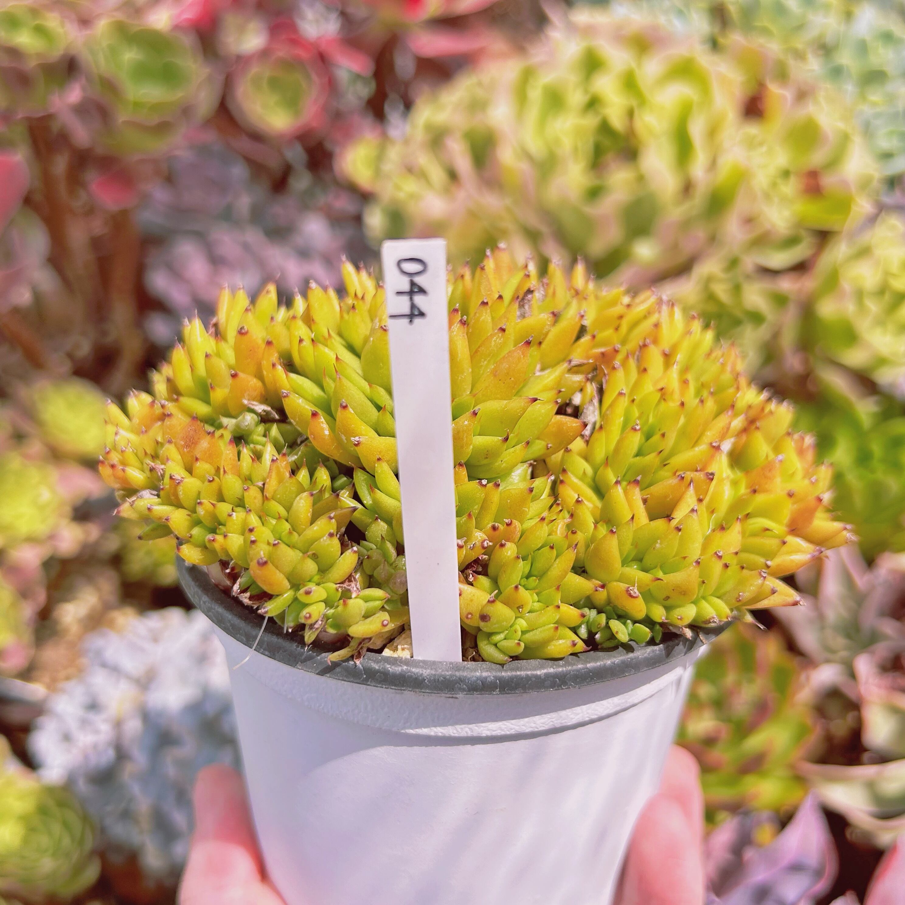 044現物 多肉植物 魅惑の宵 缀化 特大 抜き苗 | るる農園~多肉植物専門