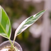 Banana Musa Ae Ae⑧ / ムサ アエアエ (斑入バナナ)│観葉植物