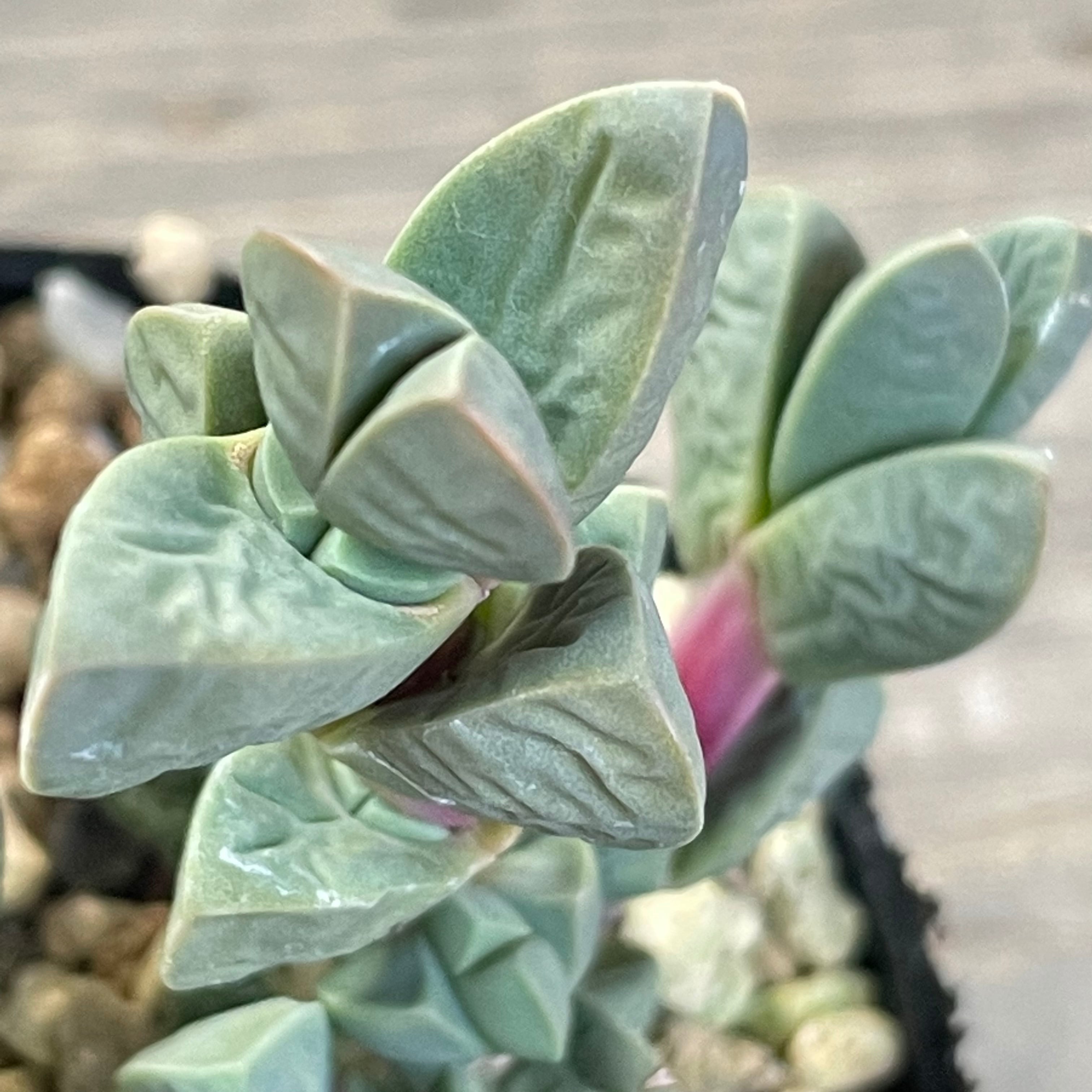 レーマニー | RuPo 多肉植物専門店