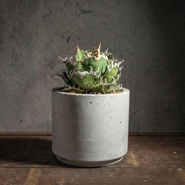 アガベ チタノタ シーザー｜一株ごとの厳選仕入れ。長くうねる棘が密集した、力強く締まった最高峰の個体。｜虫発生抑制（全国一律送料850円）