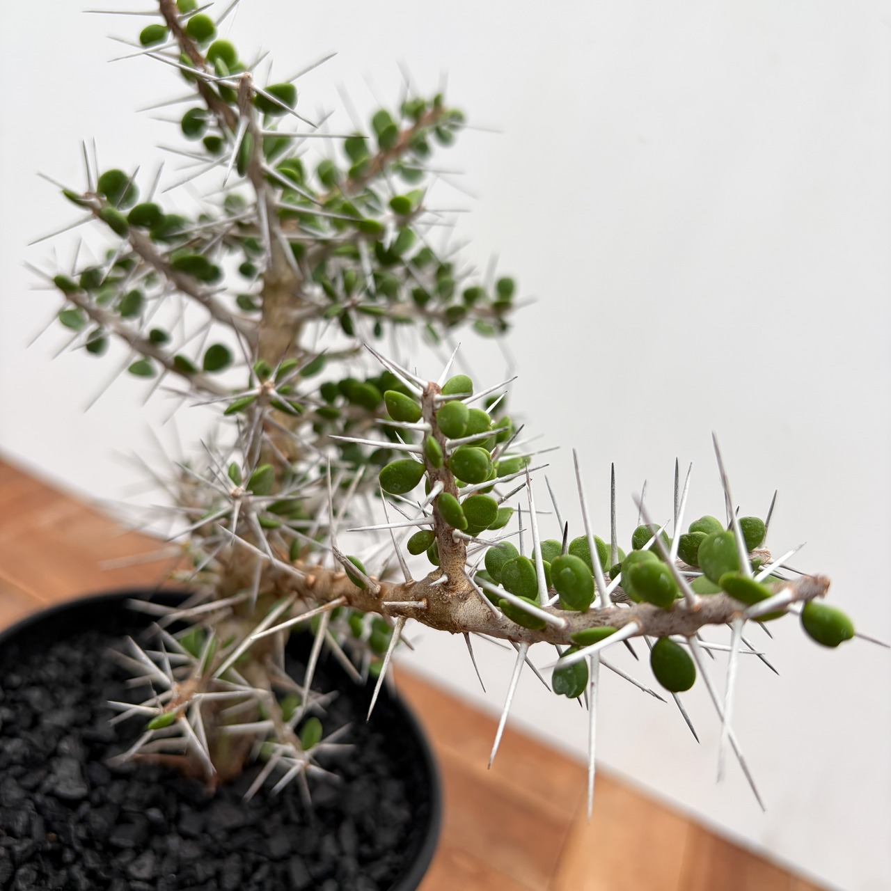 Alluaudia comosa【アローディア・コモサ】