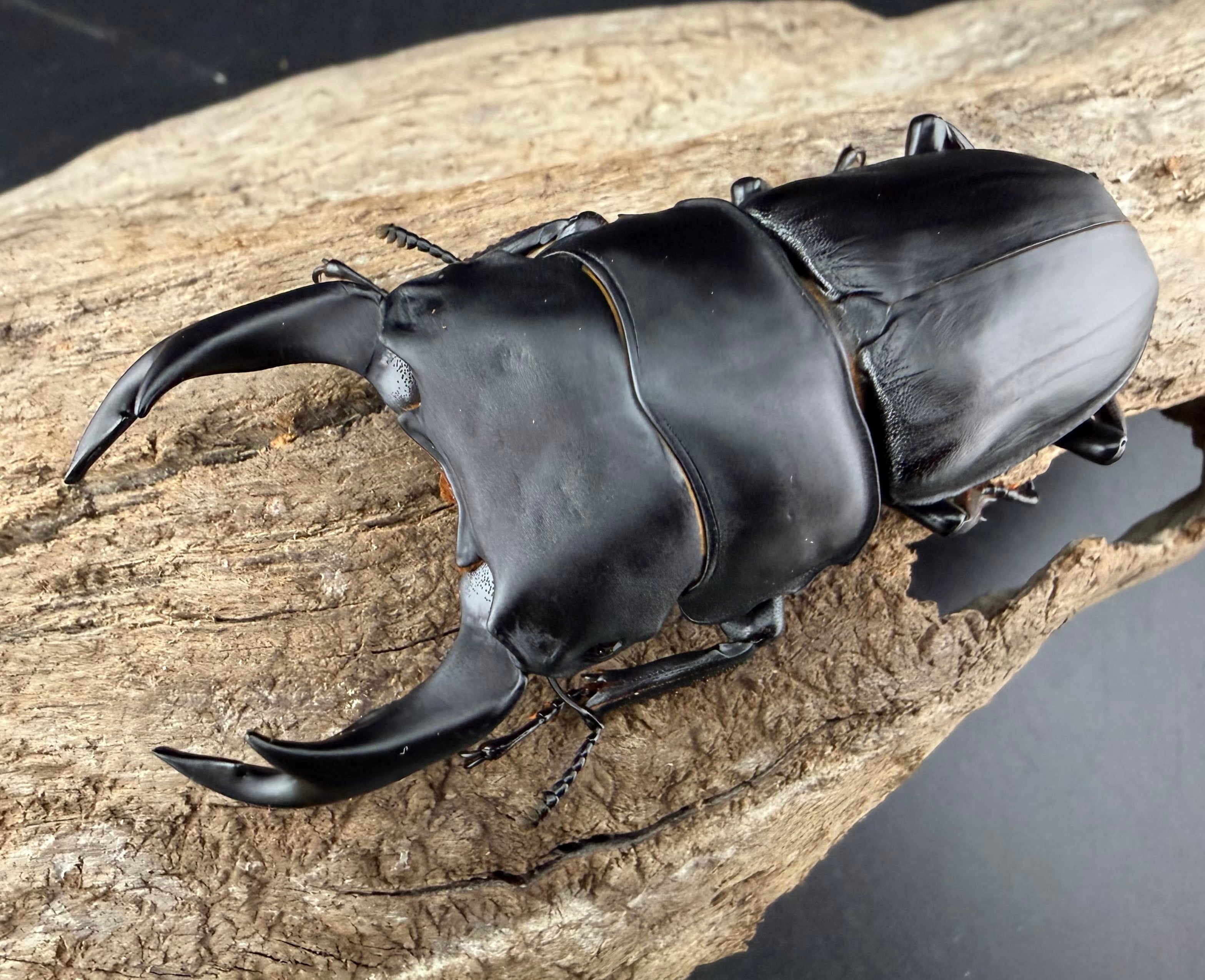大型ズベールホソアカクワガタ標本 2505010006-01_28eaa10f-0b1f-