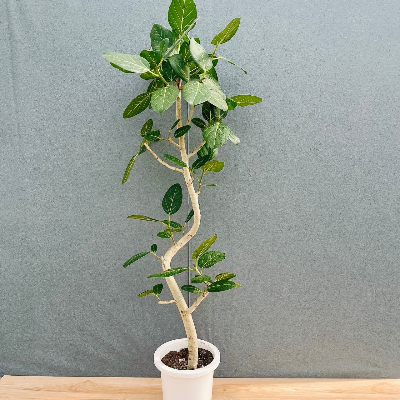 現品］【希少】2番 アガベ クイック シルバー 8号 観葉植物 レア