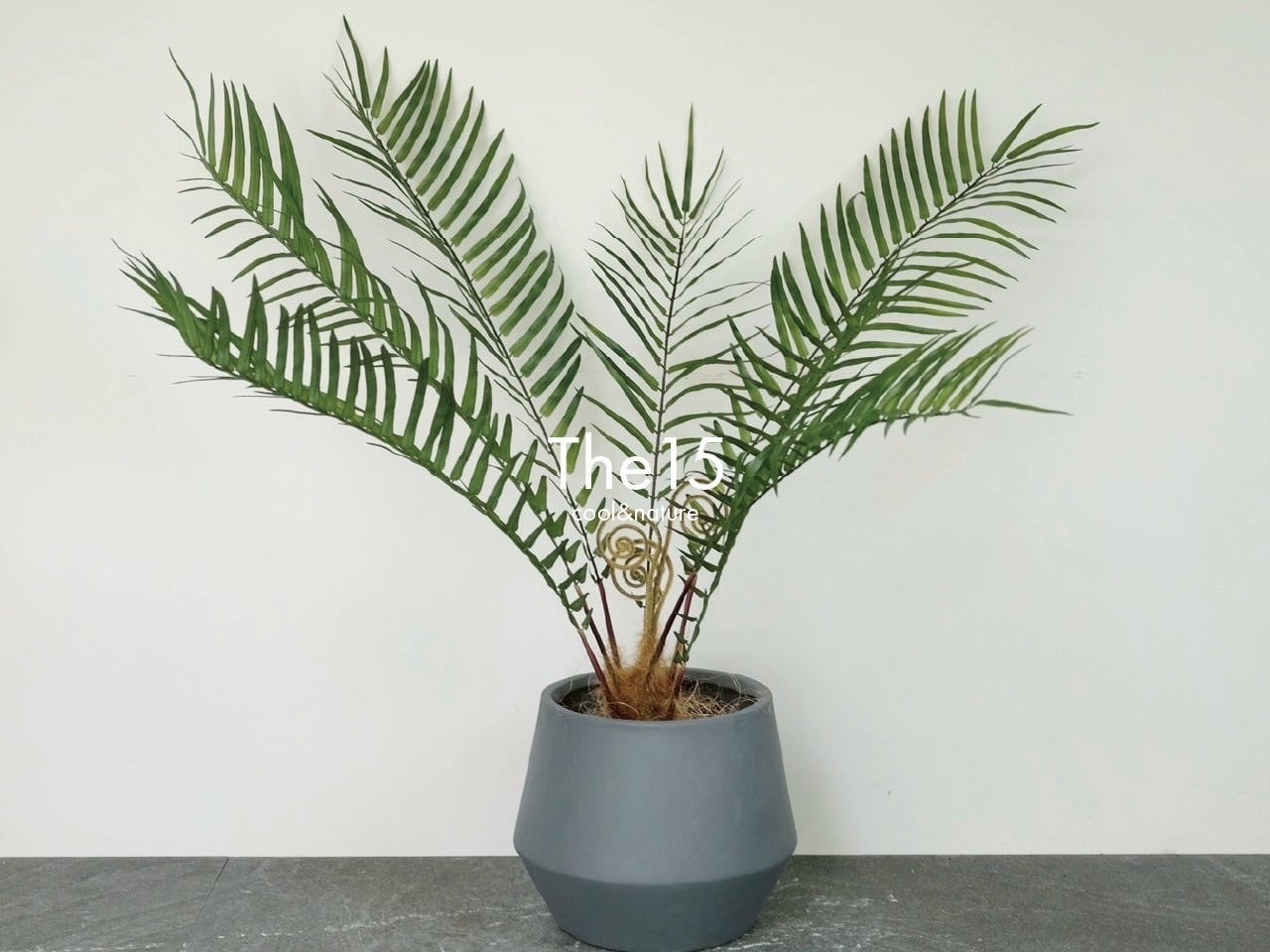 【光触媒コーティング加工済】ファーンツリー(鉢付)H850