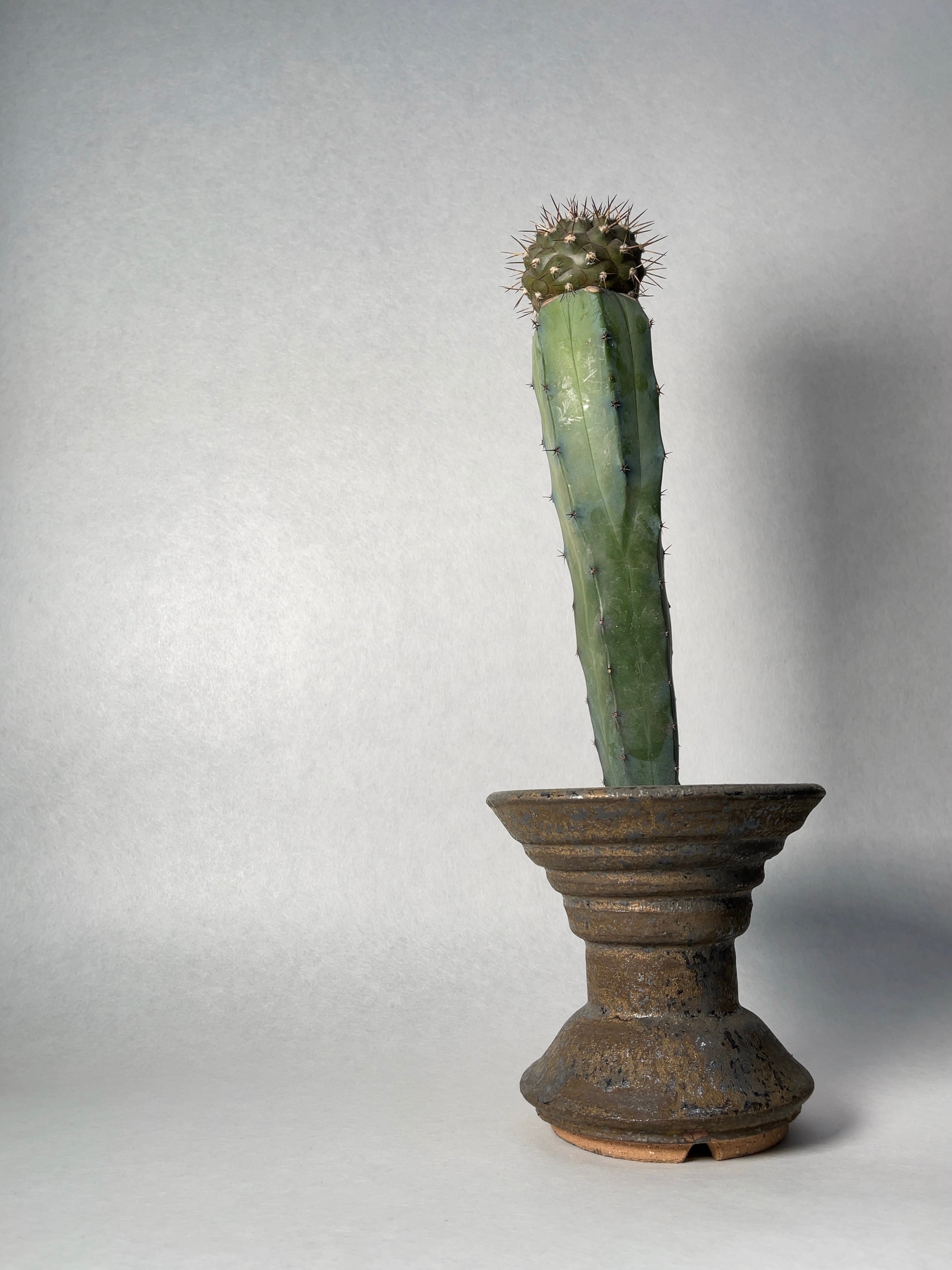 コピアポア・黒王丸 | trigger