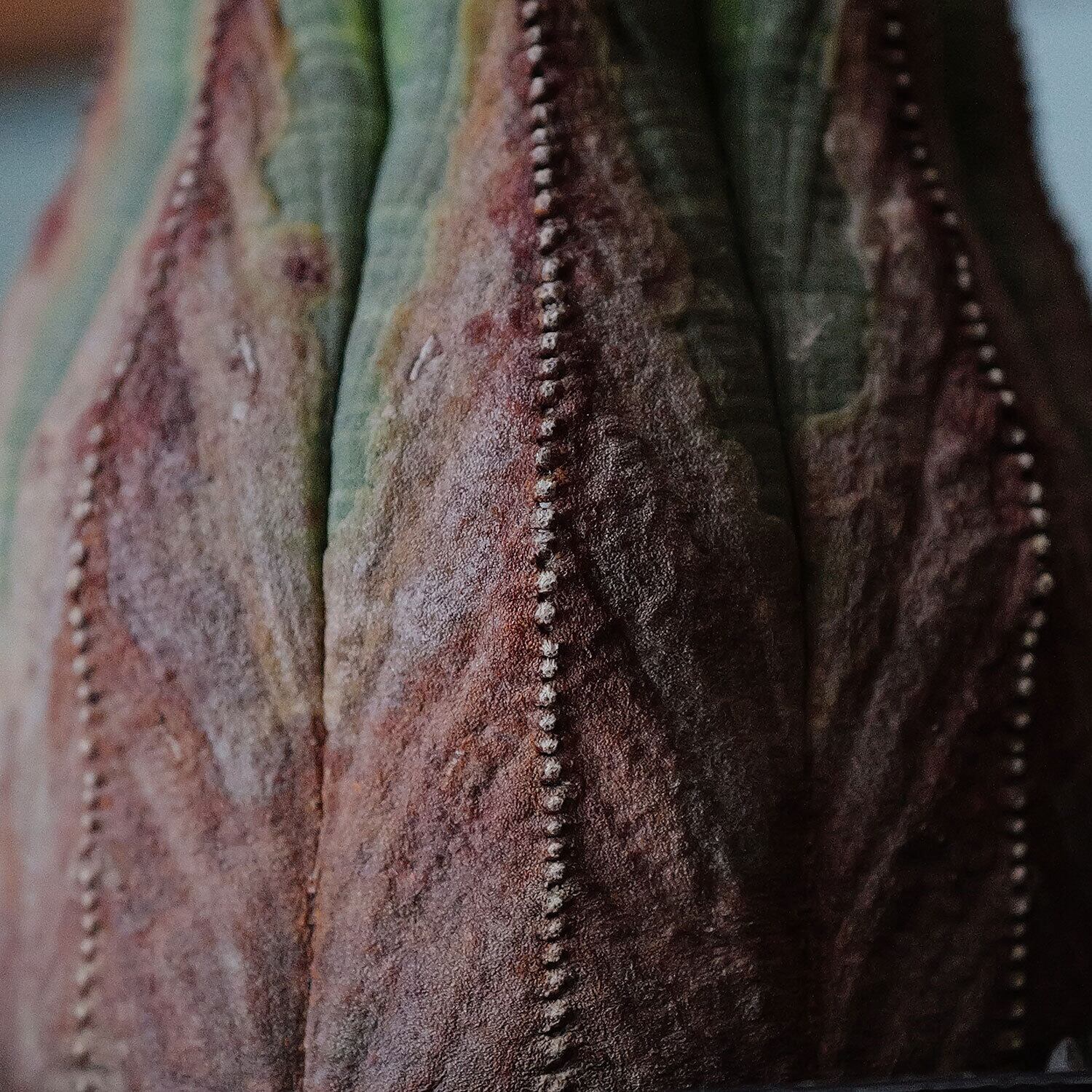 メス株 超大株 7.5cm 木質化 美模様 マウンテン オベサ