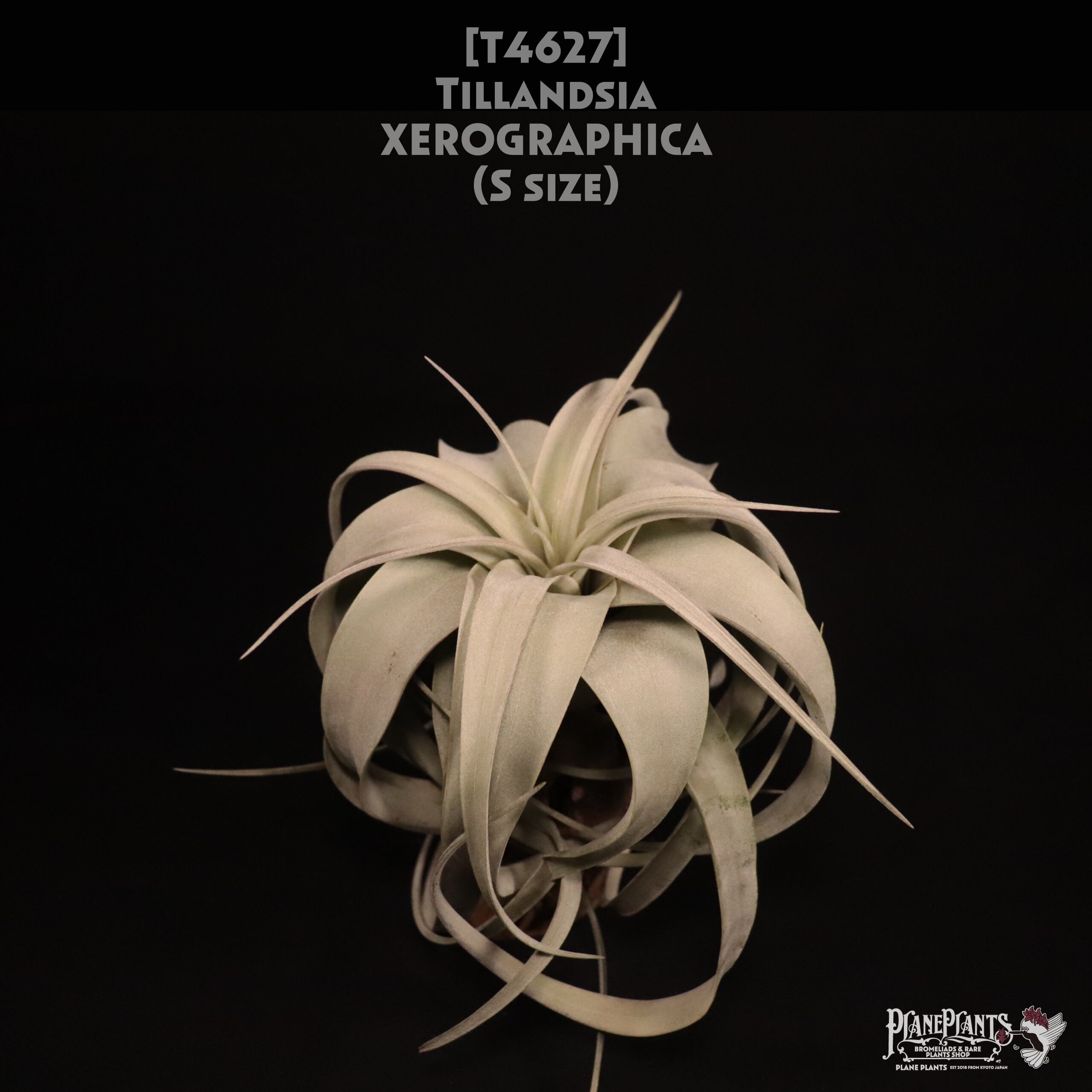 【送料無料】xerographica S〔エアプランツ〕現品発送T4627