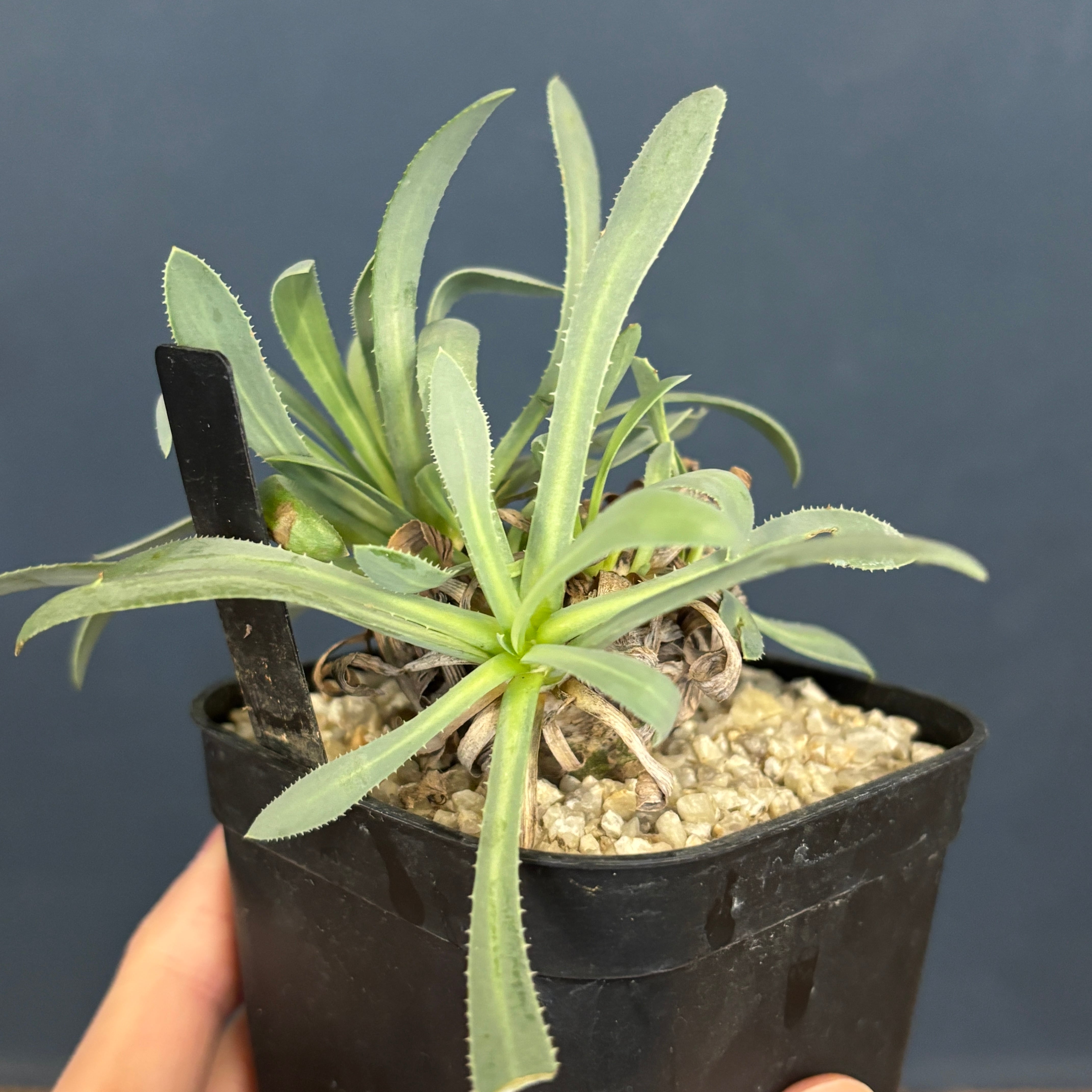 オトンナ レトロルサ【086】 | PROTOLEAF プロトリーフ