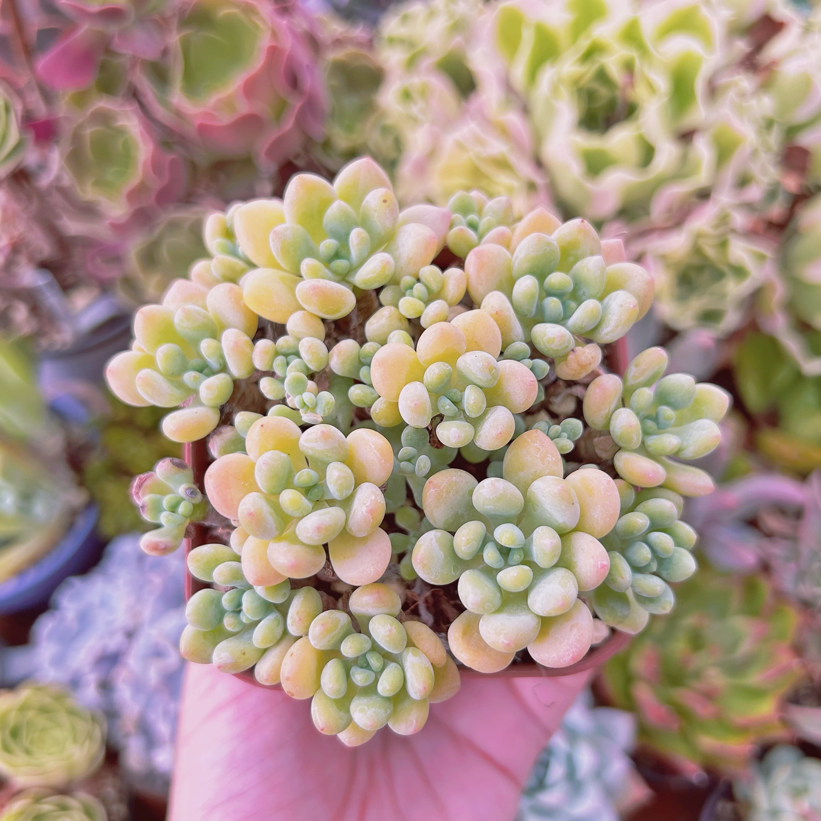 現物　多肉植物　ロココ　特大　抜き苗
