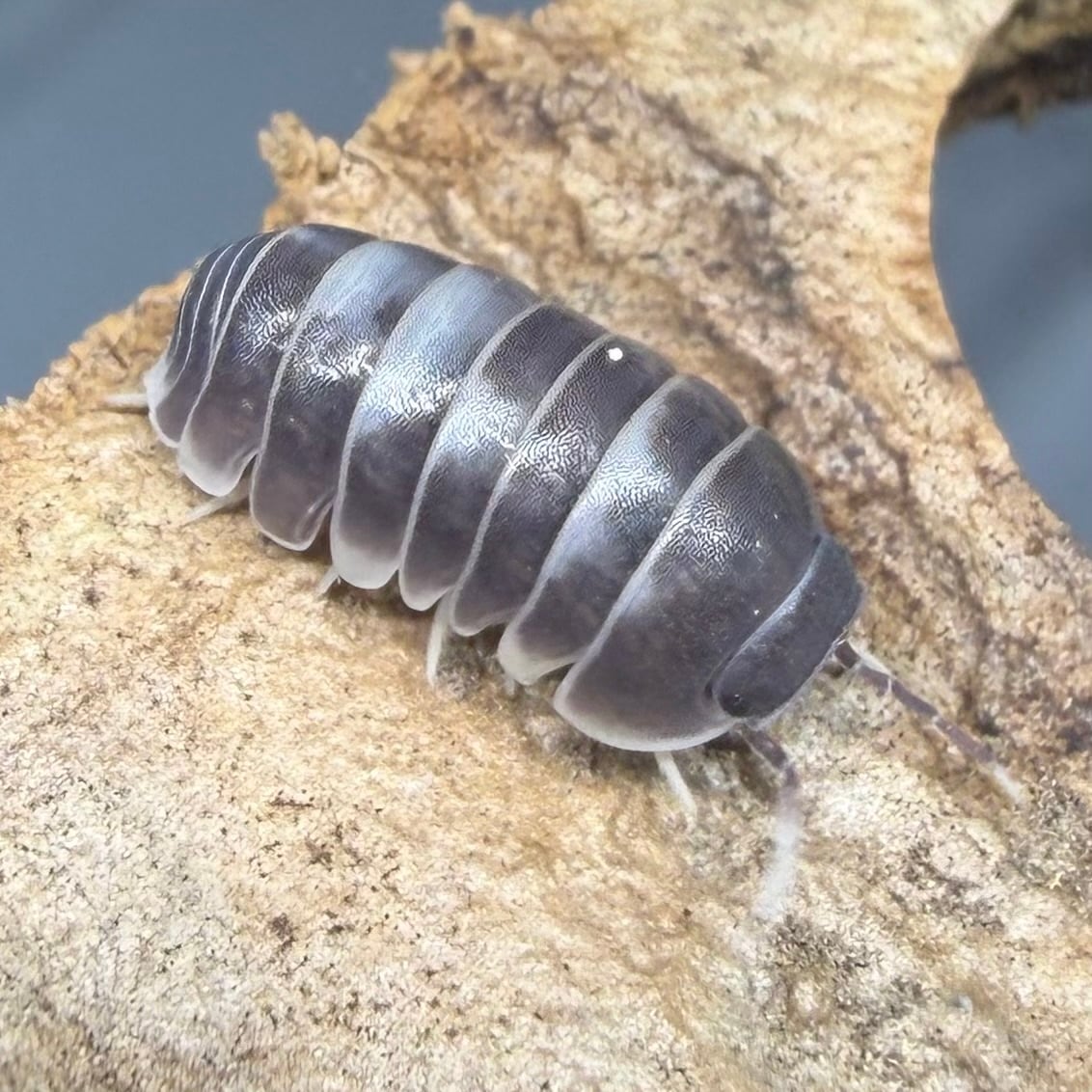 ダンゴムシ | 昆虫ショップ BUG FOREST 【カブト、クワガタ