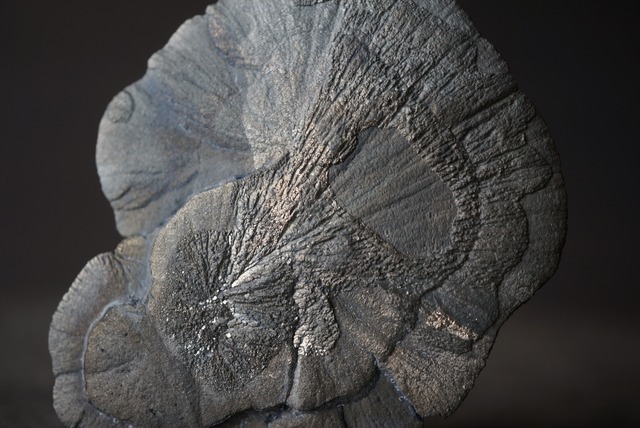 パイライトサン Pyrite Sun 1677