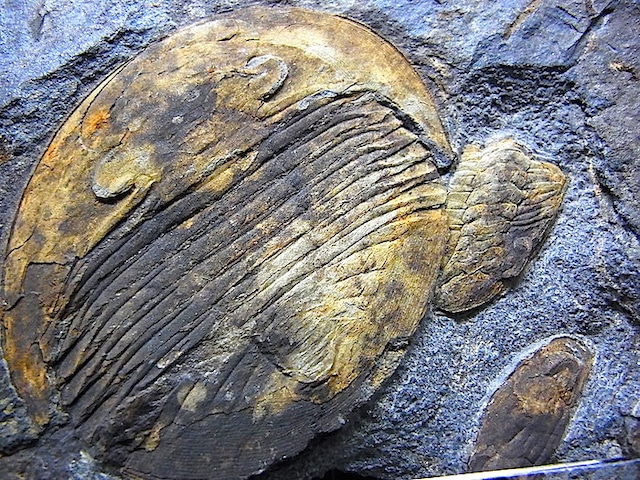 【 化石 】三葉虫化石 Isabelina glabrata 状態良好 ポルトガル オルドビス紀