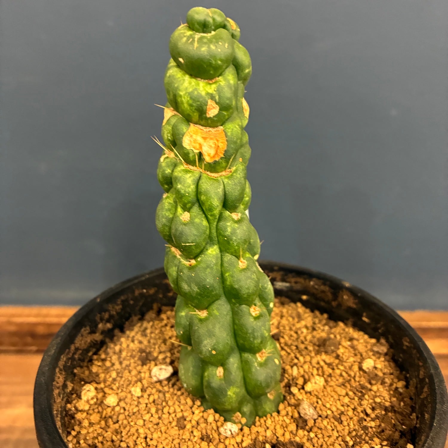 新着3日限定10%OFF】サボテン ユーリキニア カスタネア スピラリス