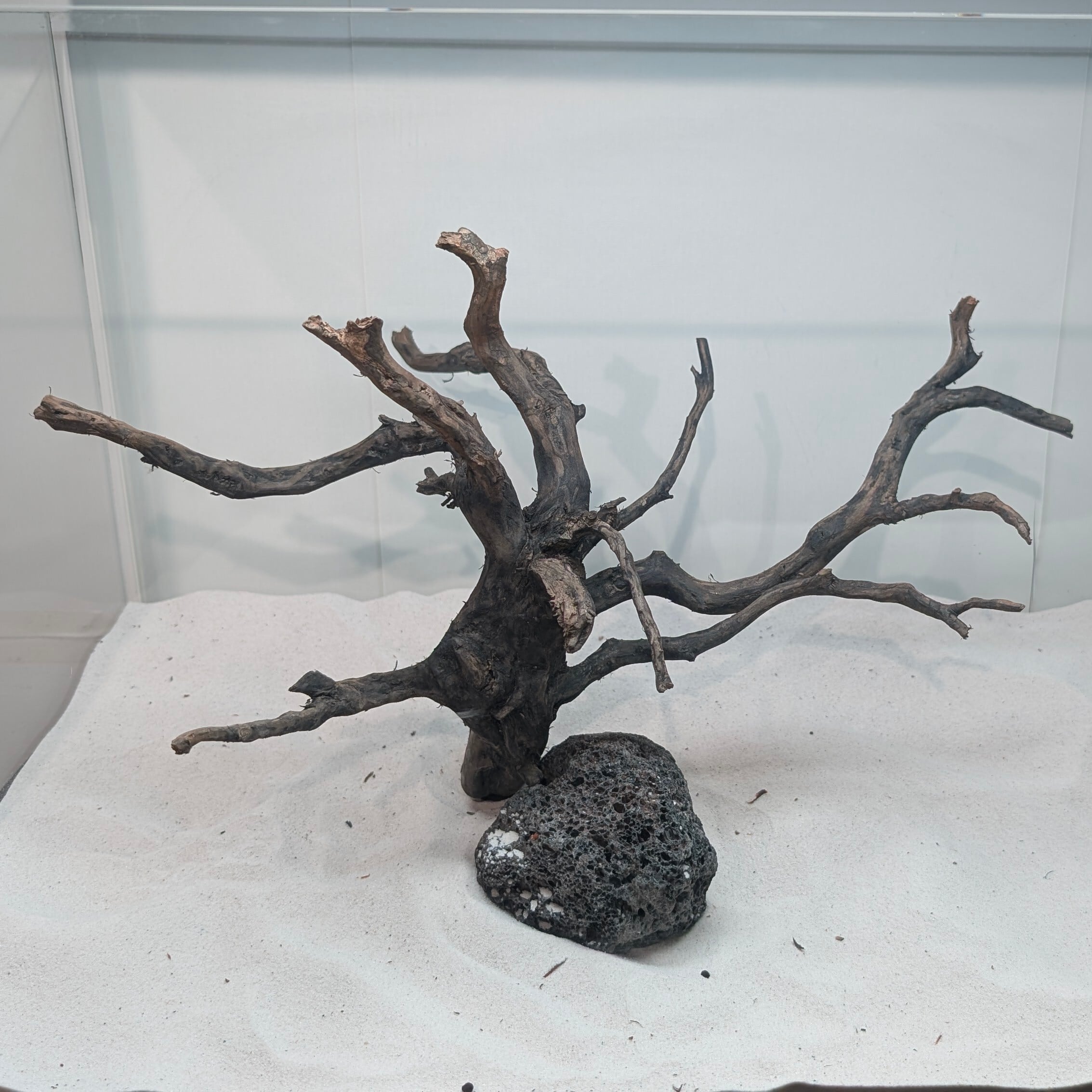 【ハマ流木】 81THieY9dTL.jpg_BO30,255,255,