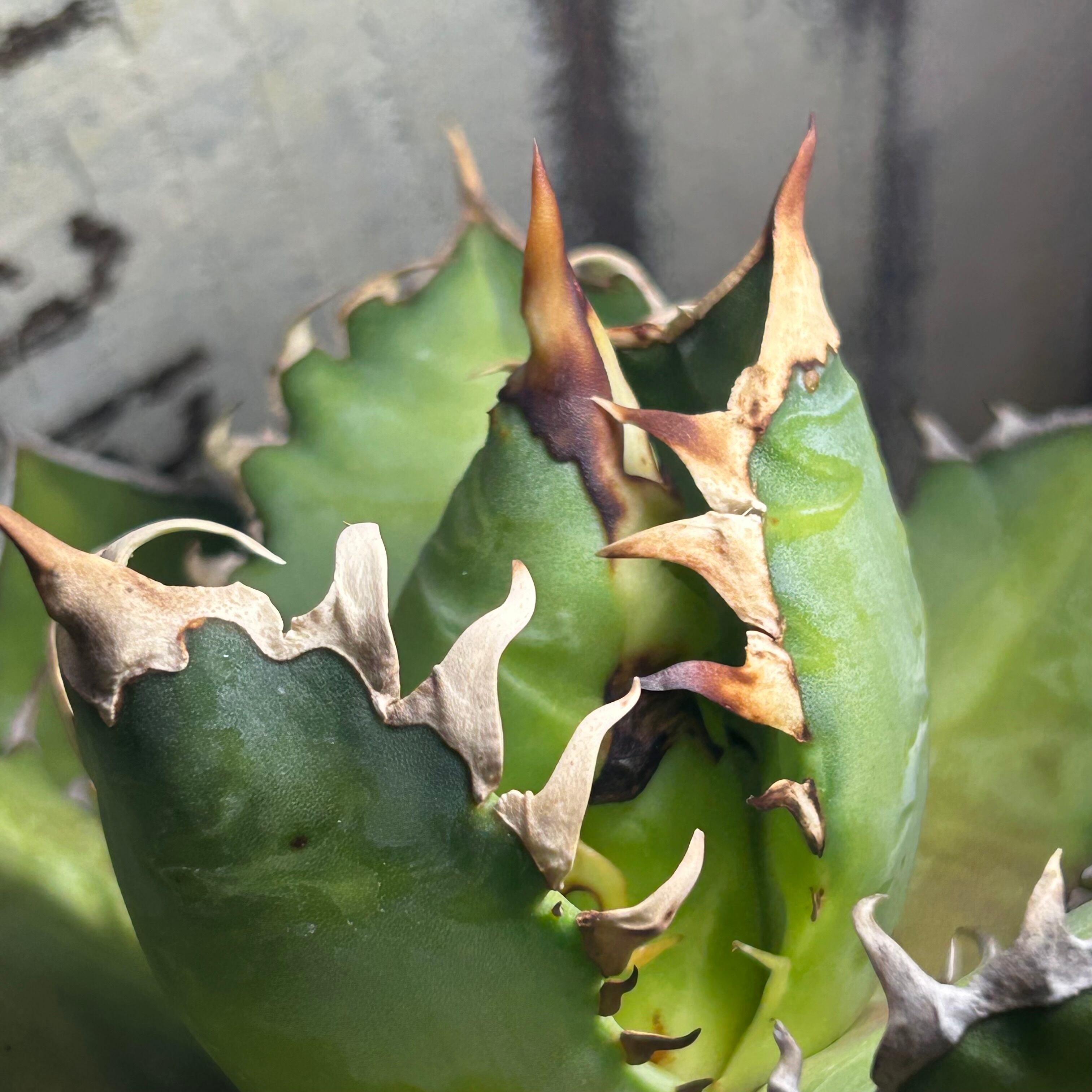 T)我が家の赤猫 アガベ | RuPo 多肉植物専門店