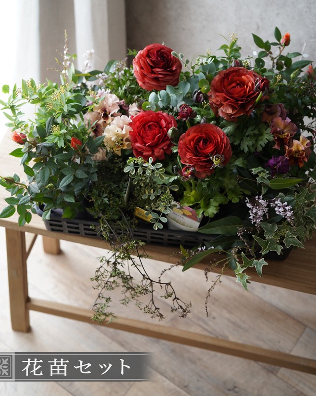 【花苗セット】えんじ系ラナンとビオラ＋白い小花のボリューム花苗セット