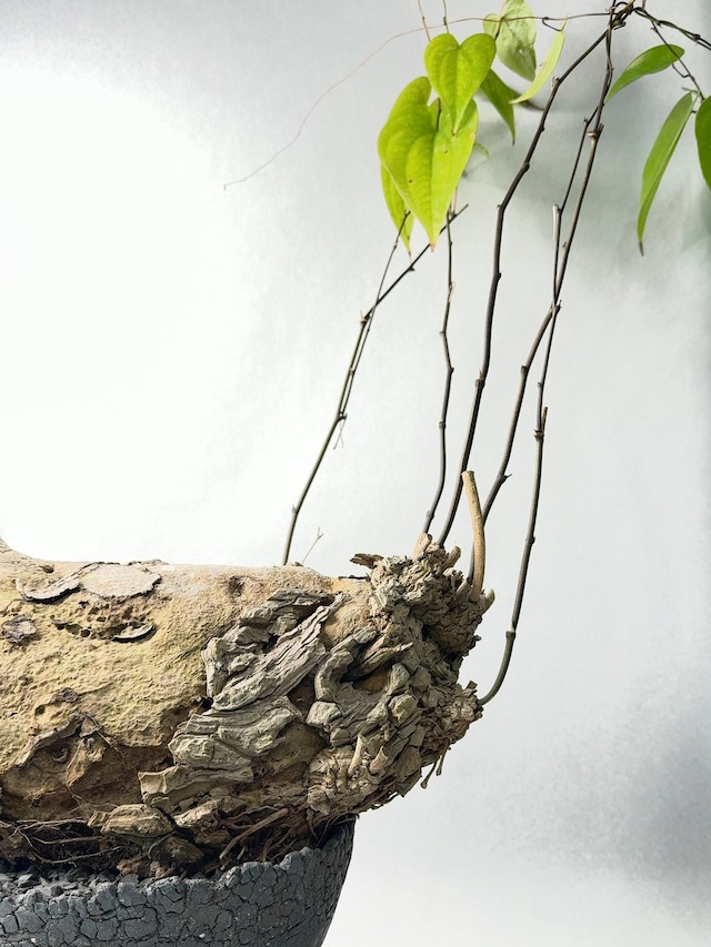 【 INDIVIDUALITY 】species