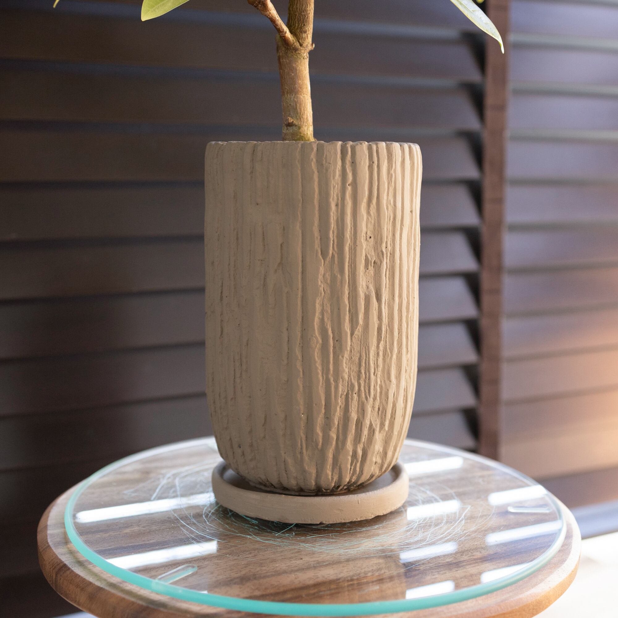 フィカス アルテシマ Altissima 4号 セメントロングポット 観葉植物