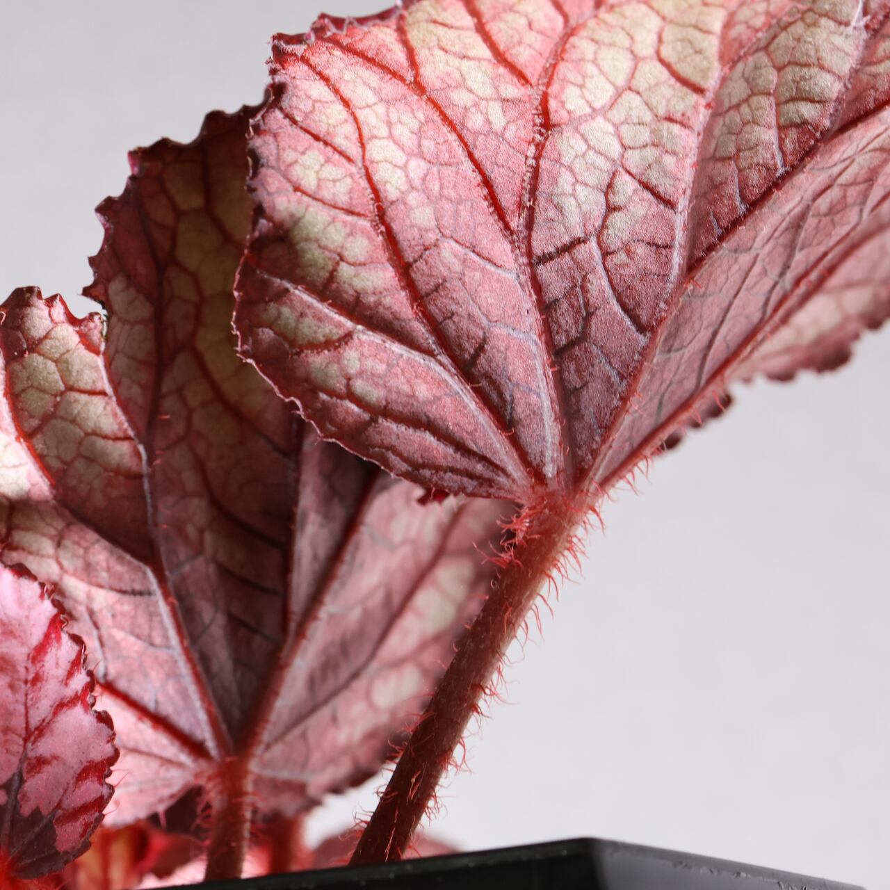 414 葉の色彩を楽しむ『レックスベゴニア』観葉植物 【送料無料