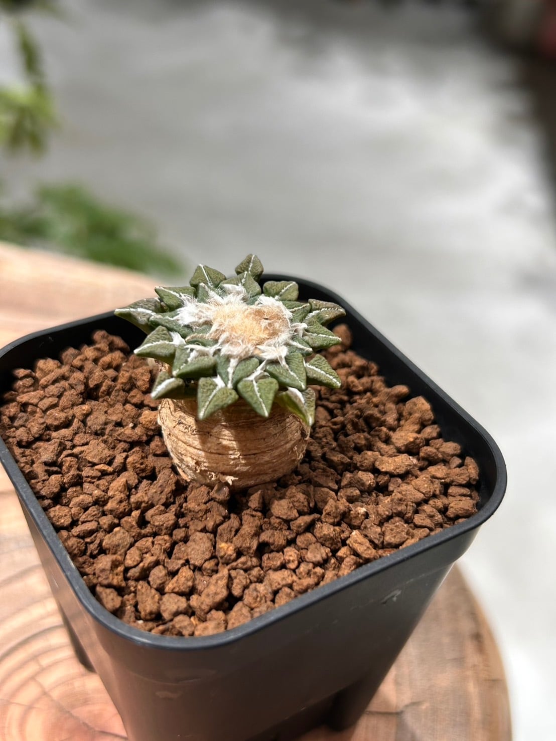 エキノプシス パチャノイ 多聞柱 信楽焼陶器鉢付き | アトリエRatel