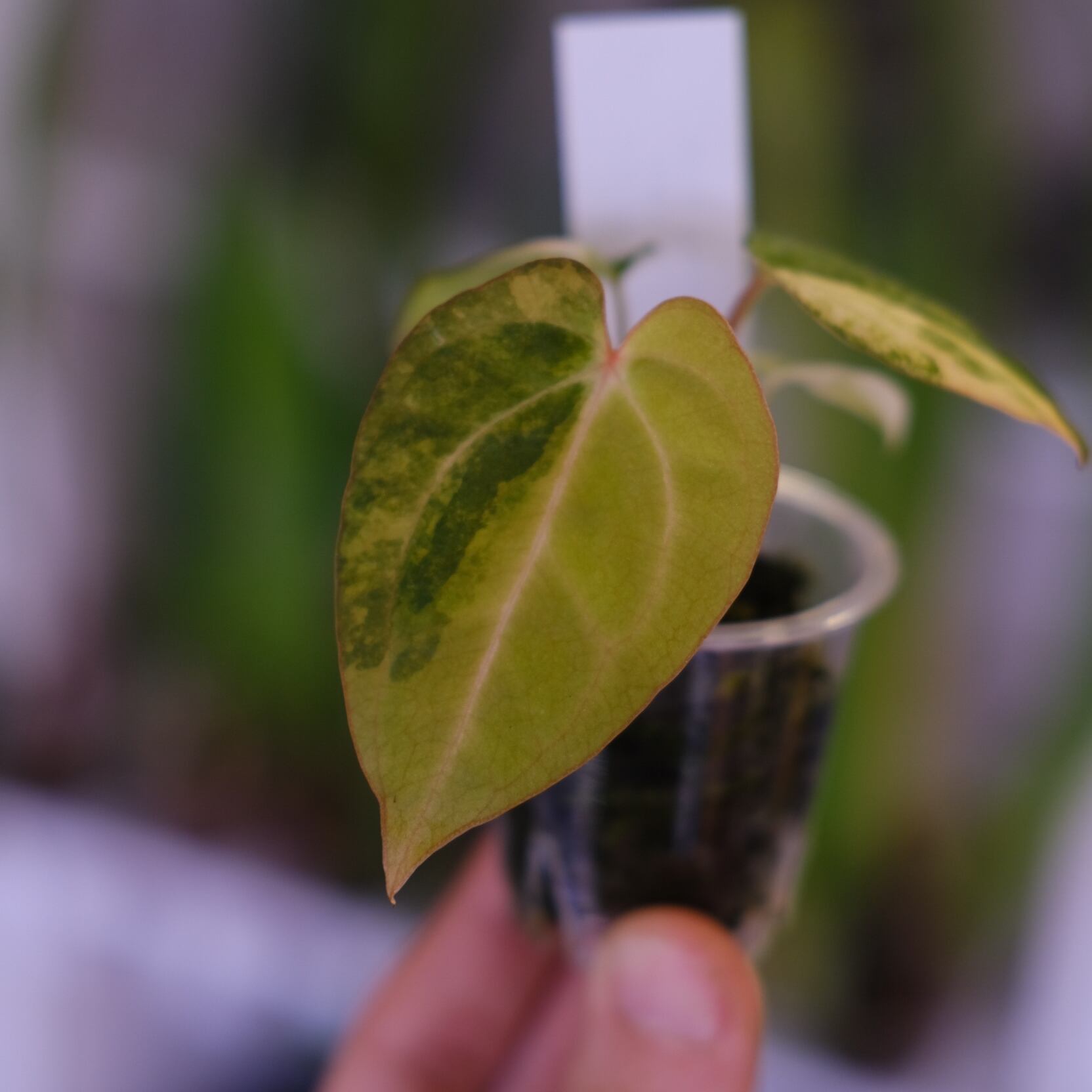 希少】Anthurium Yellow Bell × Red Chocolate③│観葉植物