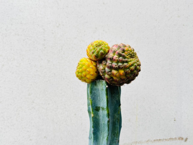 Sulcorebutia rauschii　スルコレブチア　ラウシー錦綴化　接木　サボテン