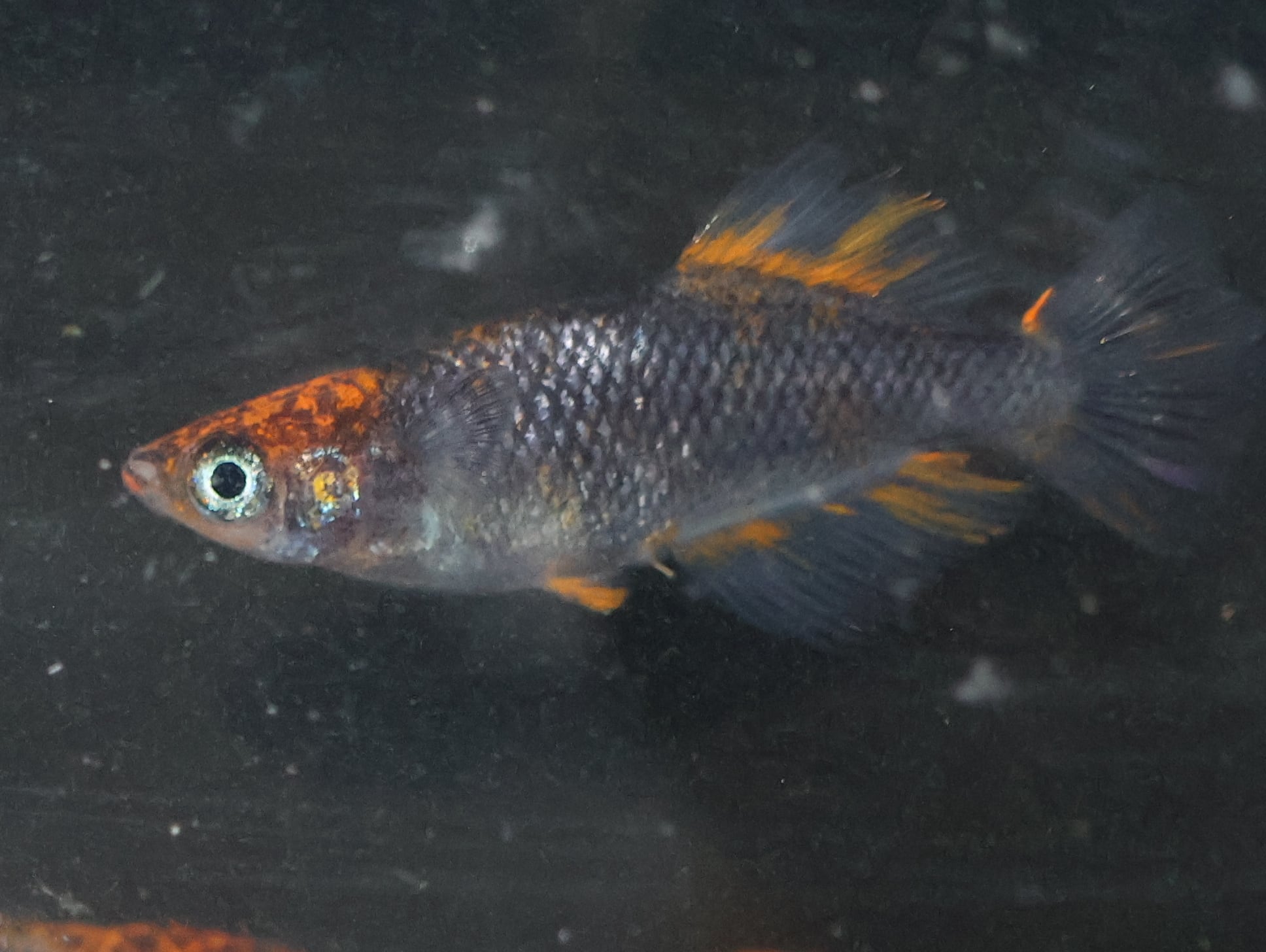 土佐錦 稚魚１００匹１