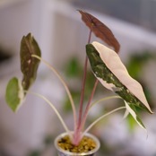 Alocasia chantrieri pink /アロカシア シャントリエリ ピンク③