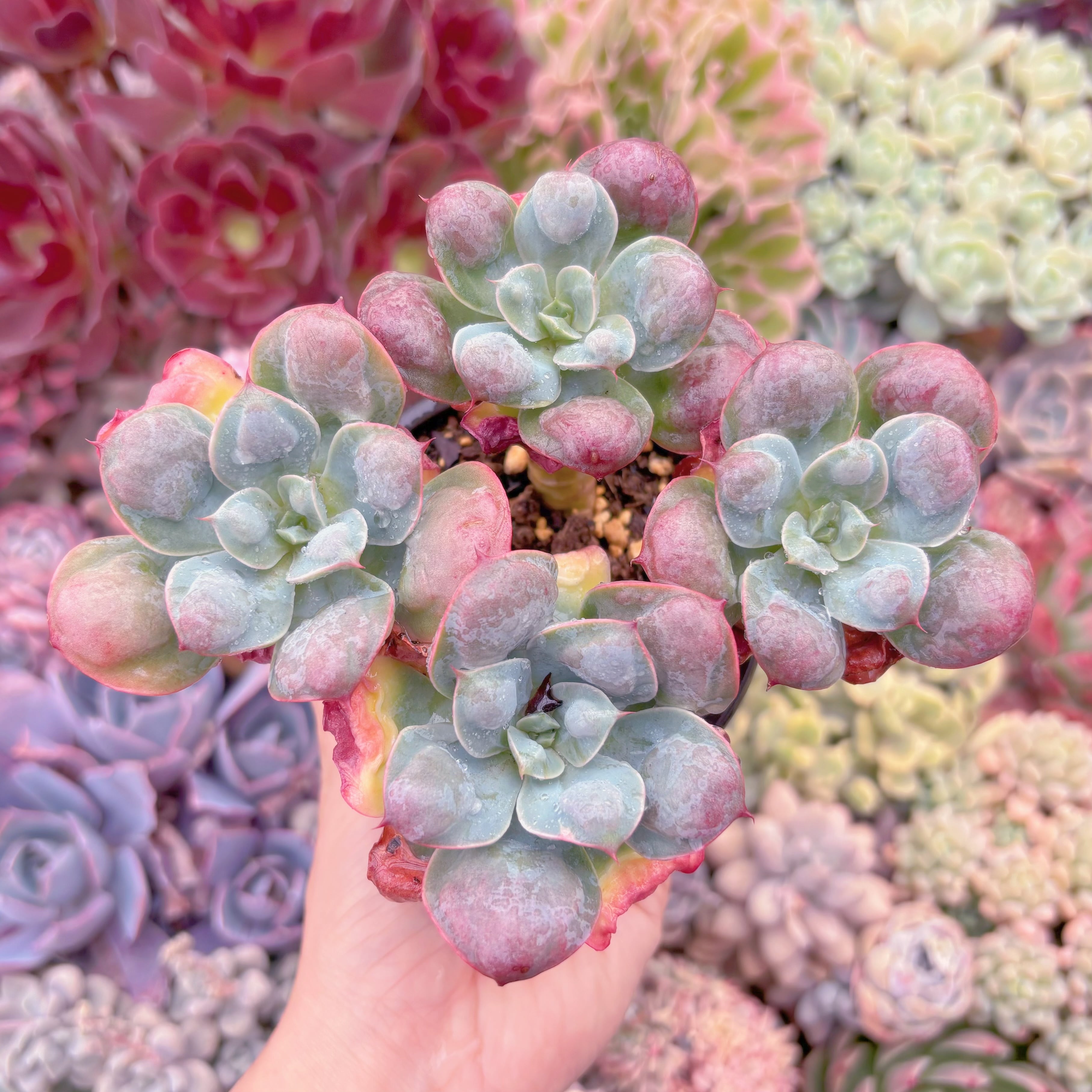 現品　ビヨンセ#602　大群生　るる農園