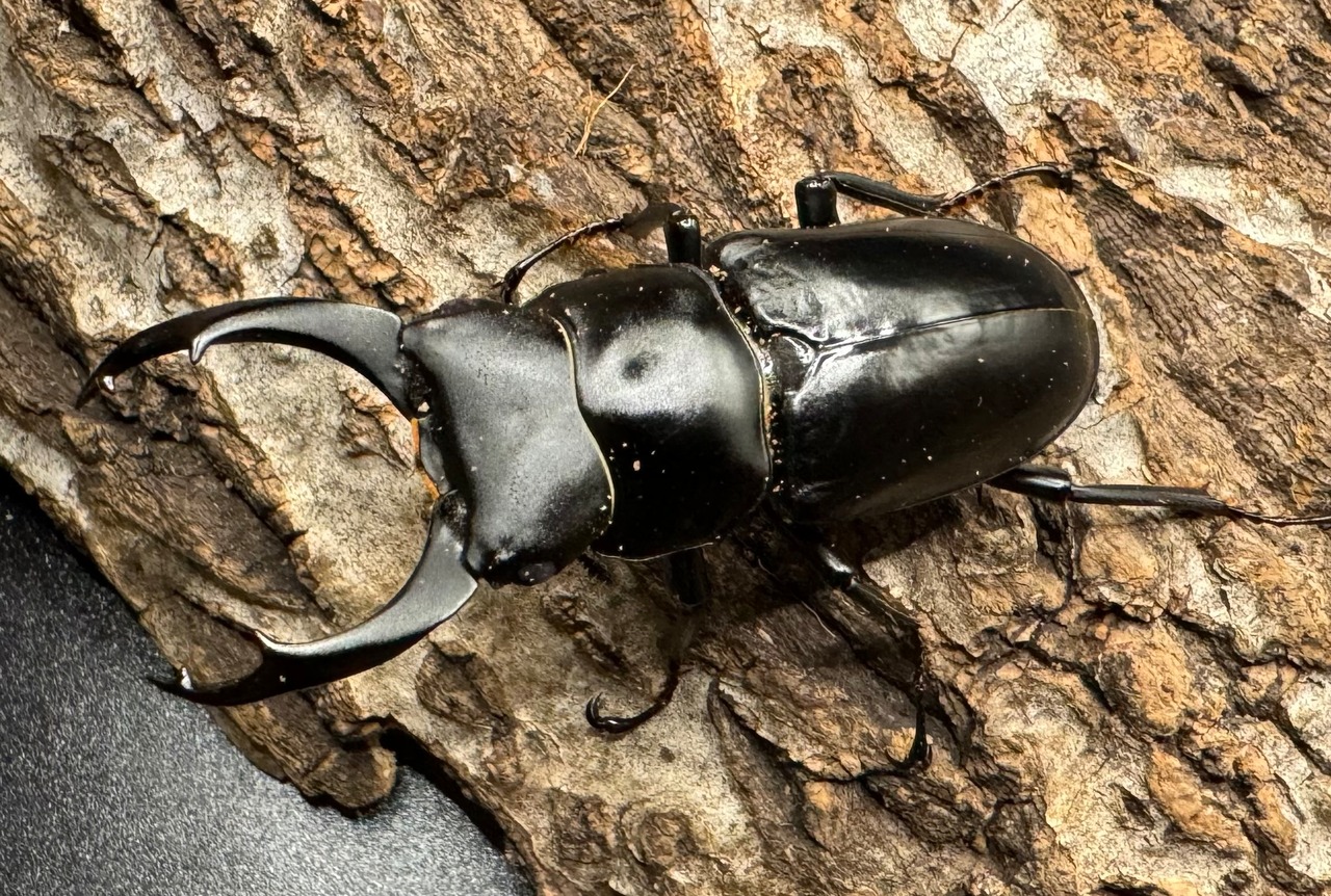 【WD】《ブラナウンコクワ 貢山産 55mm ペア》