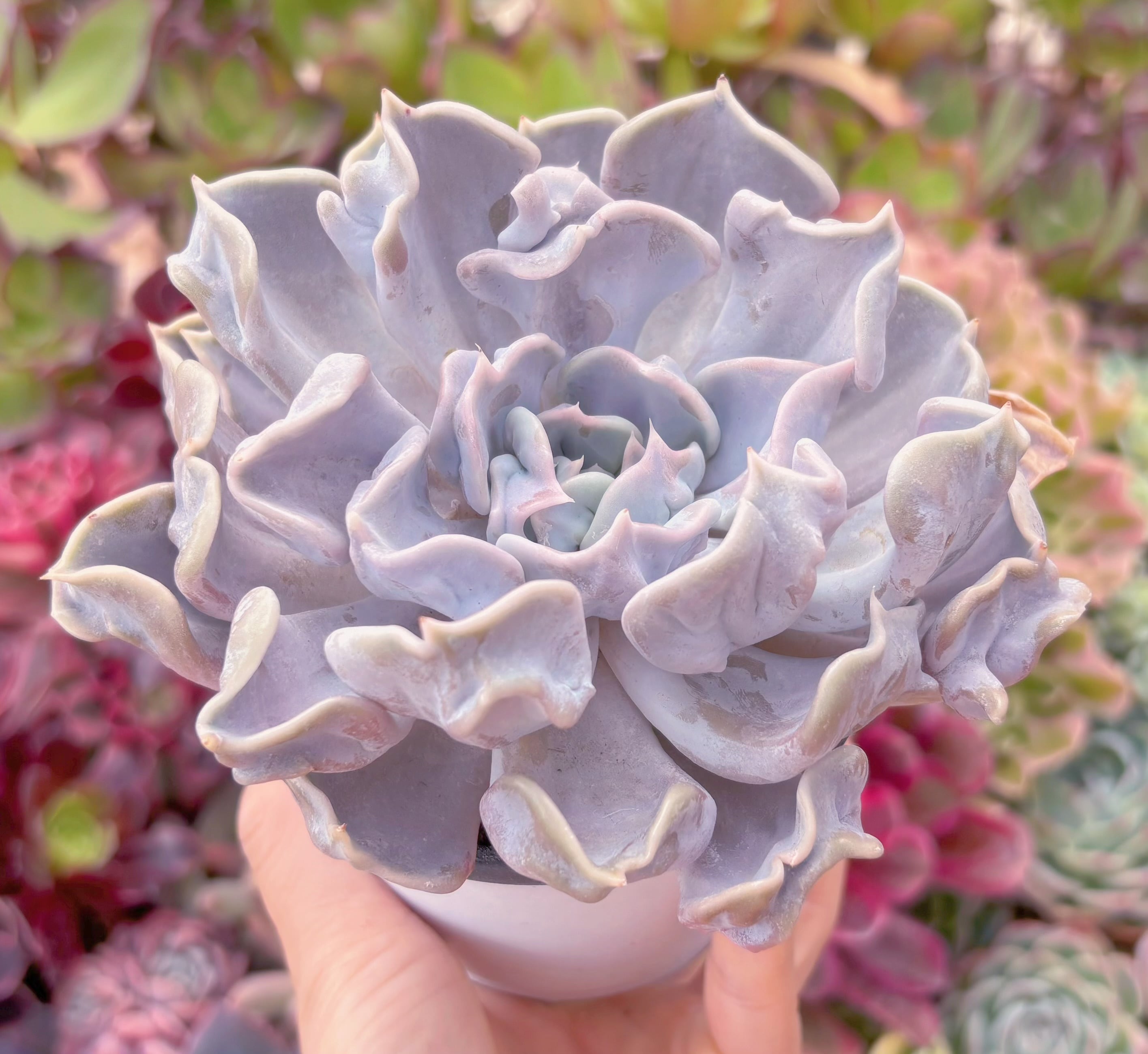 現品　スリラーパール#915　大苗　るる農園