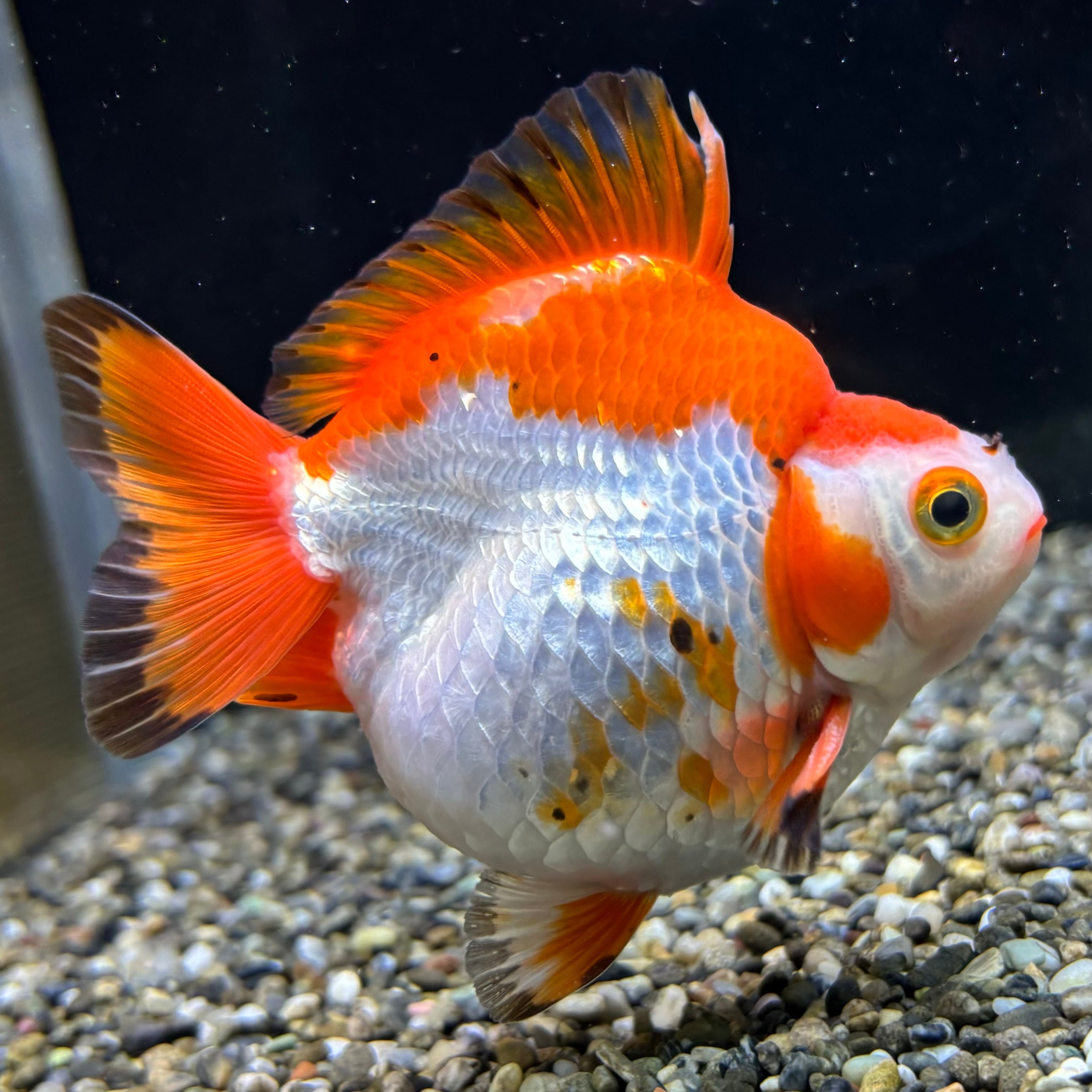 金魚 | 金魚・熱帯魚専門店 AquaPro.H 金魚 | 金魚・熱帯魚専門店 AquaPro.H