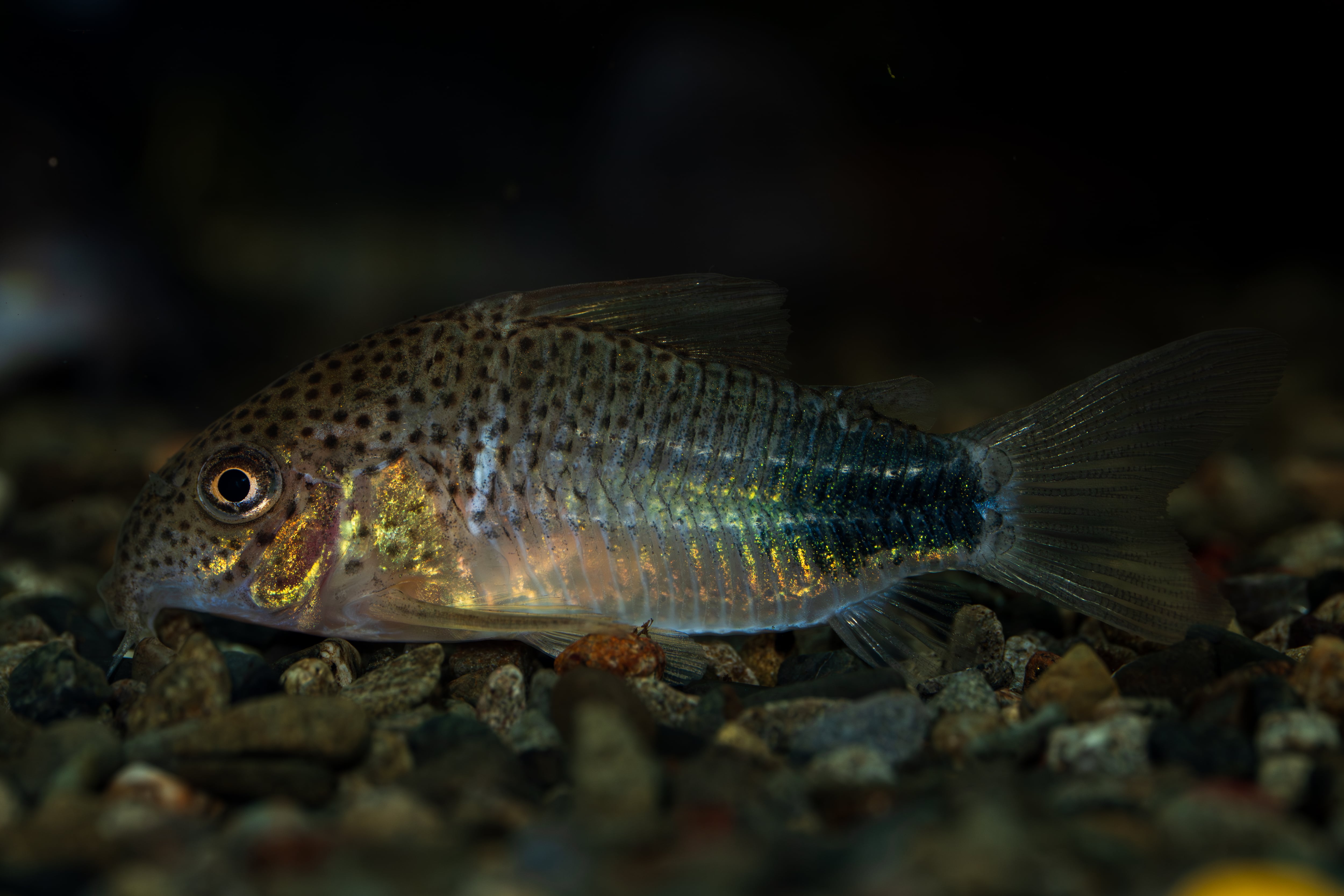 Bucephalandra sp. Deep Blue(ブセファランドラsp. ディープブルー