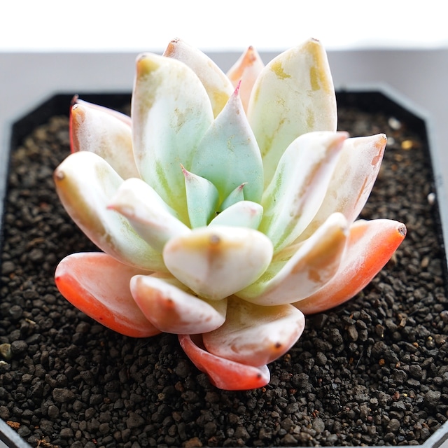 カット苗 メキシカンジャイアント Echeveria colorata 'Mexican Giant'