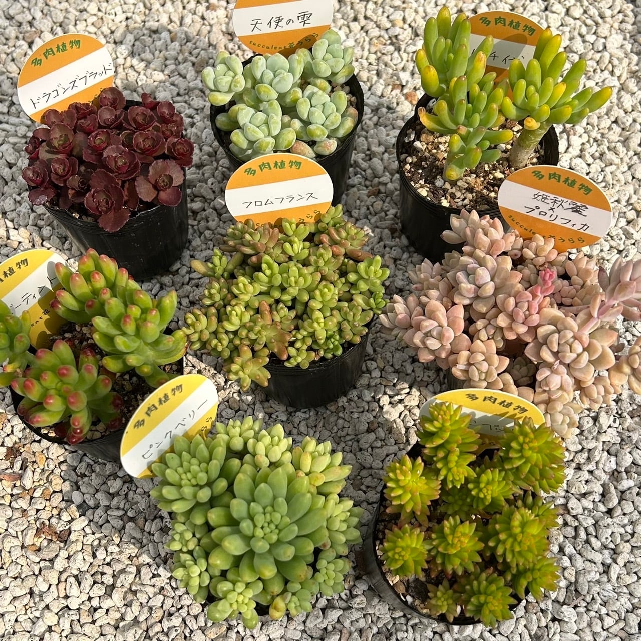 天使の雫 一寸苗 多肉植物 セダム | Succulent 花うらら 〜多肉植物