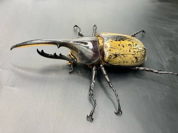 死着保証◯】110mm~120mm ヘラクレスオオカブト 成虫 オス