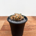 Othonna cacalioides【オトンナ・カカリオイデス】