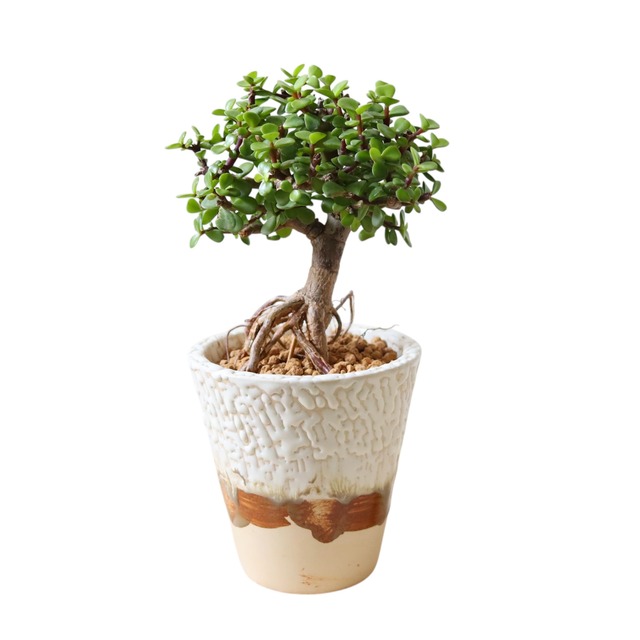 ポーチュラカリア アフラ（35cm）