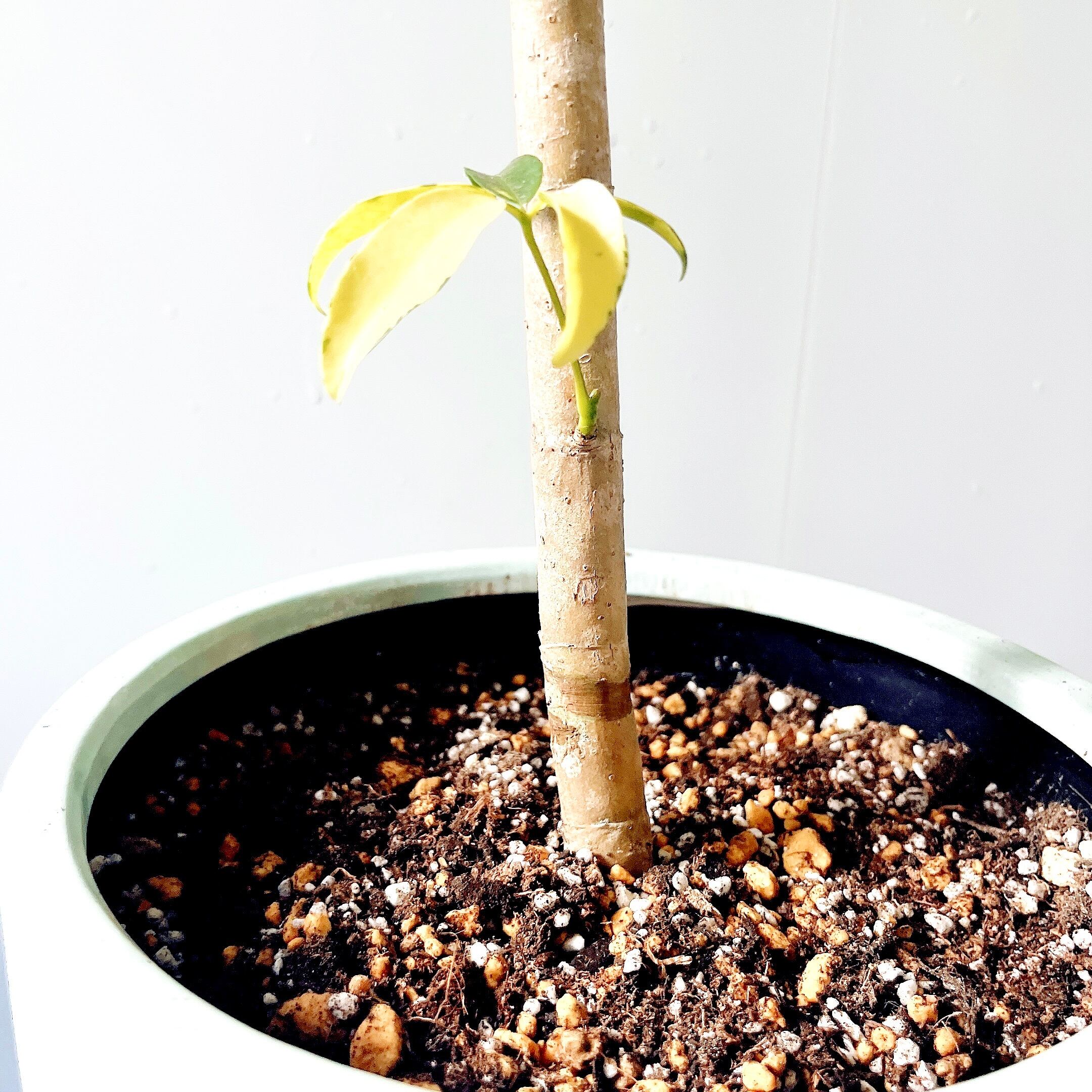 Luxury Plants】希少 シェフレラ・グランディ 斑入り 観葉植物 calm