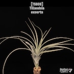 【送料無料】exserta〔エアプランツ〕現品発送T5608