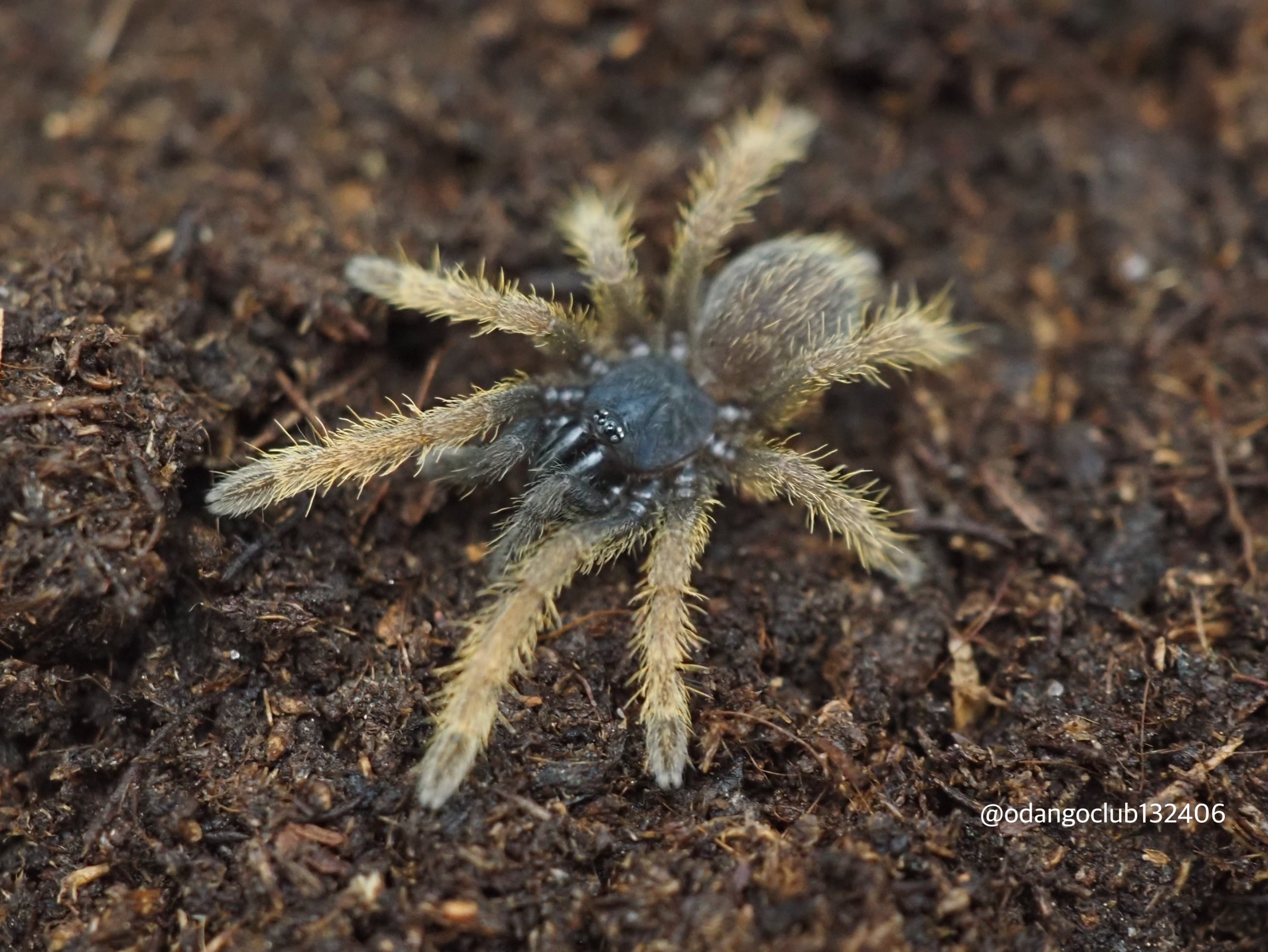 タランチュラ4匹