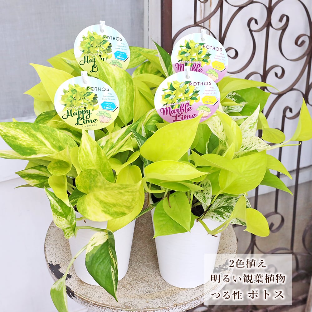 トックリラン高さ100センチ 観葉植物 トックリラン 現品販売 大型 宝石