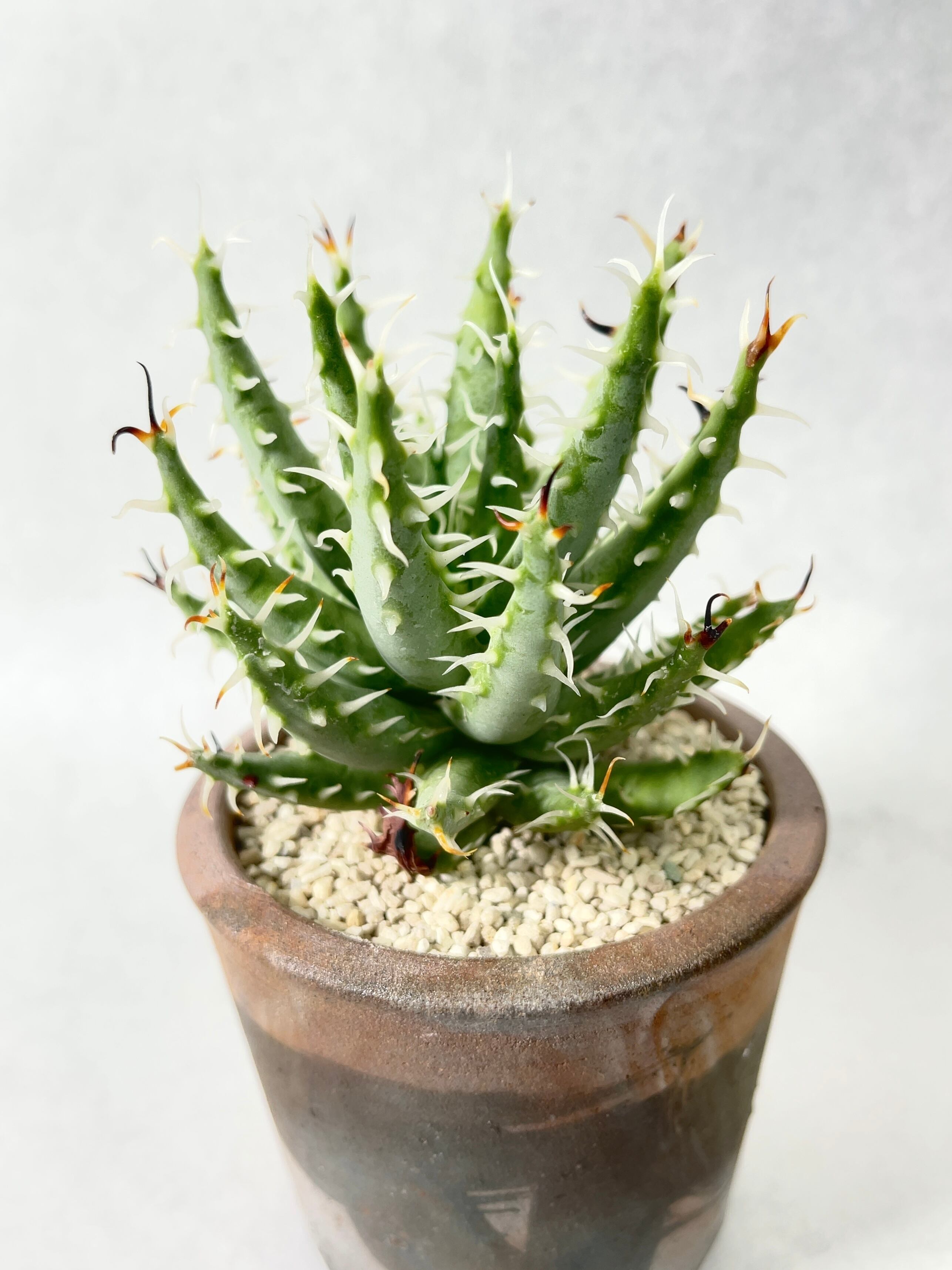 アロエ　エリナケア　大株　幹立ち アロエ エリナケア 大株 幹立ち