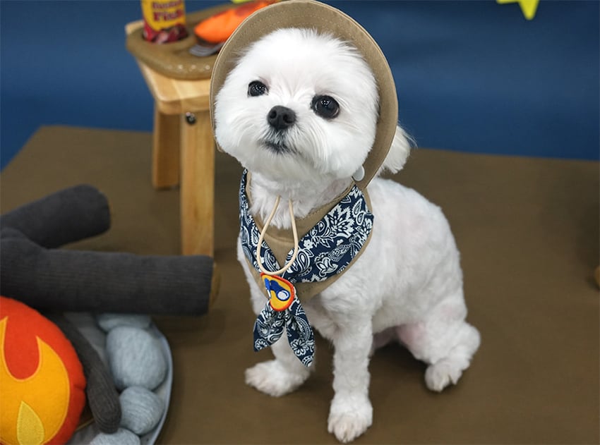 outdoor scarf & hat set 2color / 犬用 帽子 ケープ バンダナ cape スカーフ アクセサリー ドッグウェア ペット用 cap 被り物 お揃い 撮影会 インスタ映え 小型犬 お出かけ キャップハット ban20