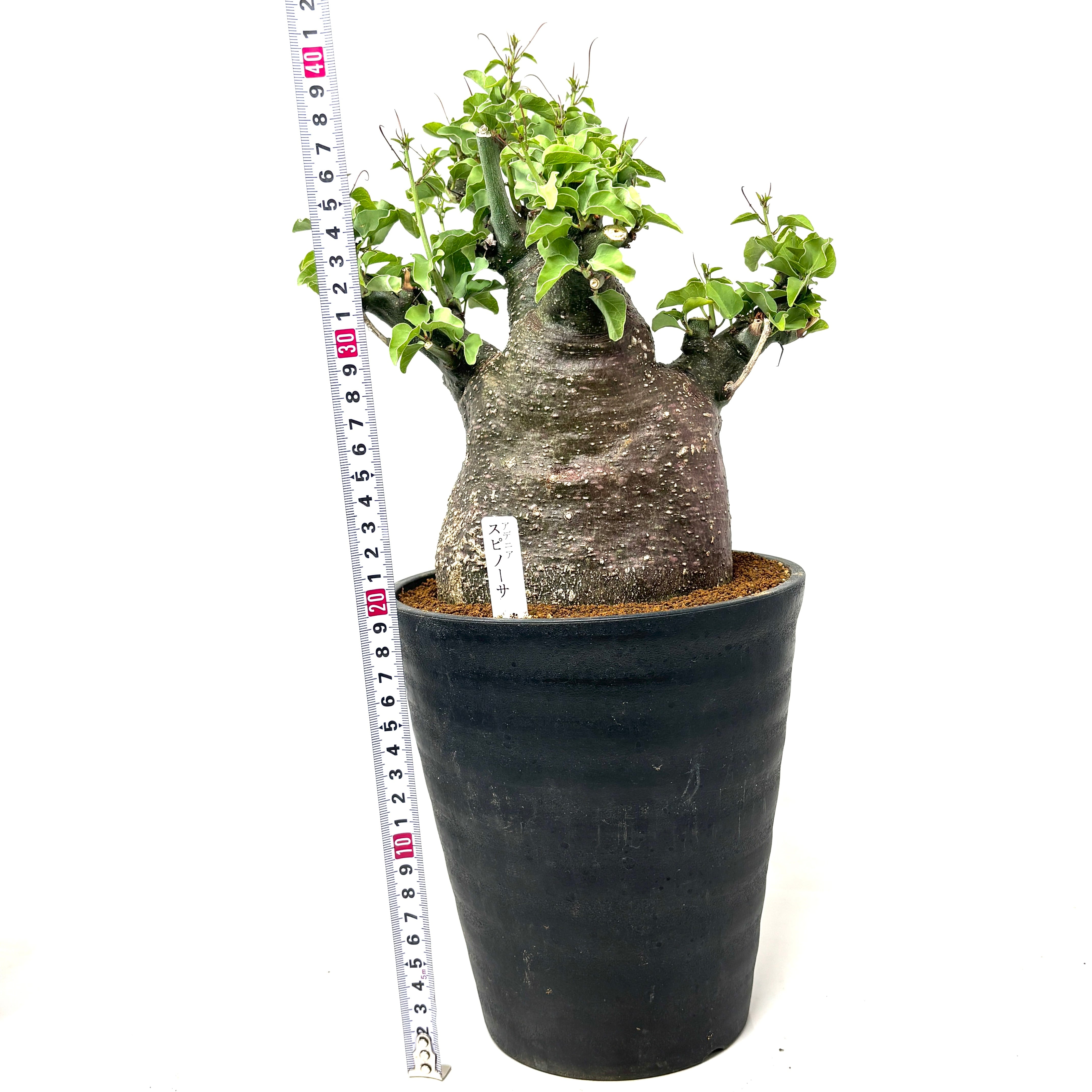 アデニア スピノーサ【691】 | PROTOLEAF プロトリーフ