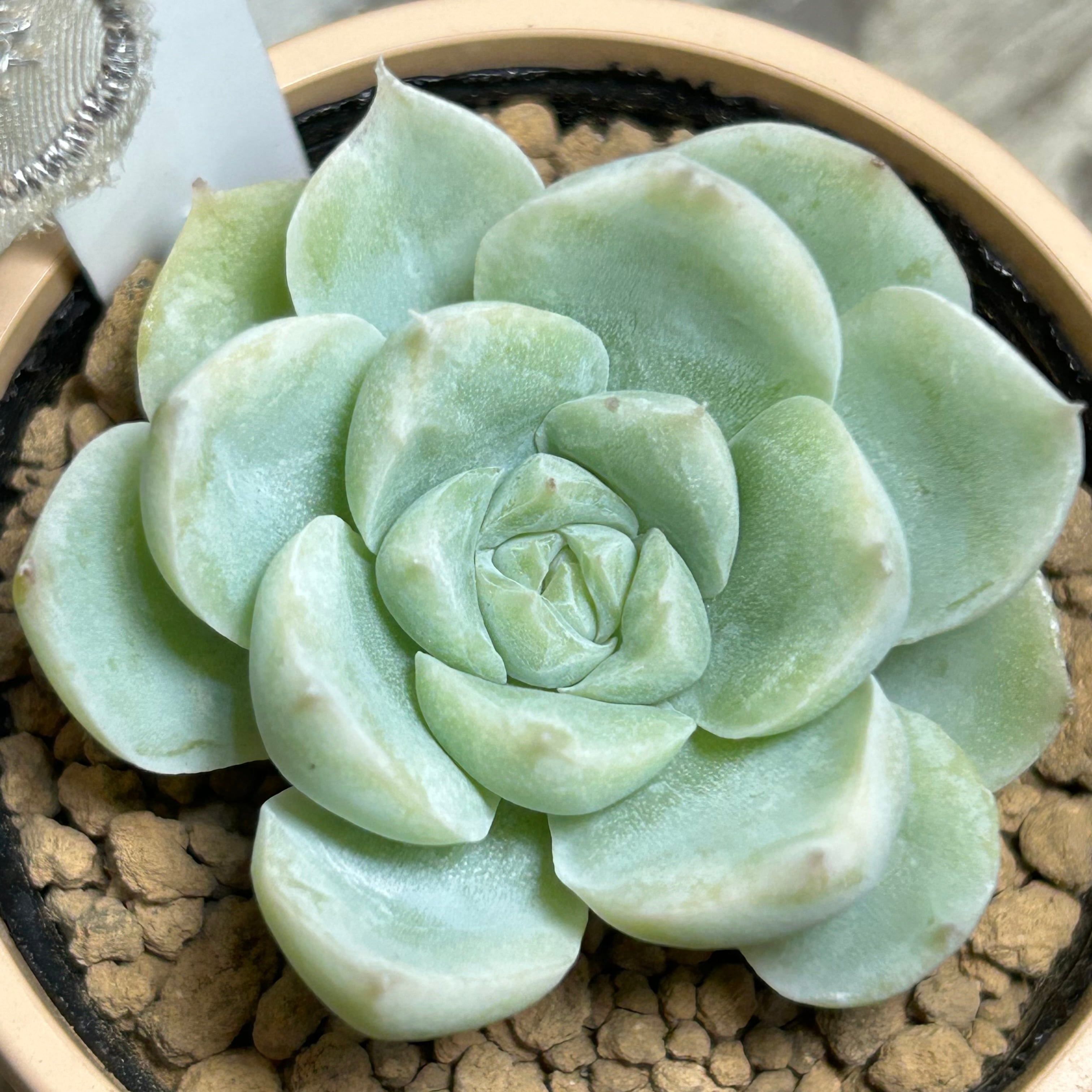 アルバ×チワワ | RuPo 多肉植物専門店 アルバ×チワワ | RuPo 多肉植物専門店