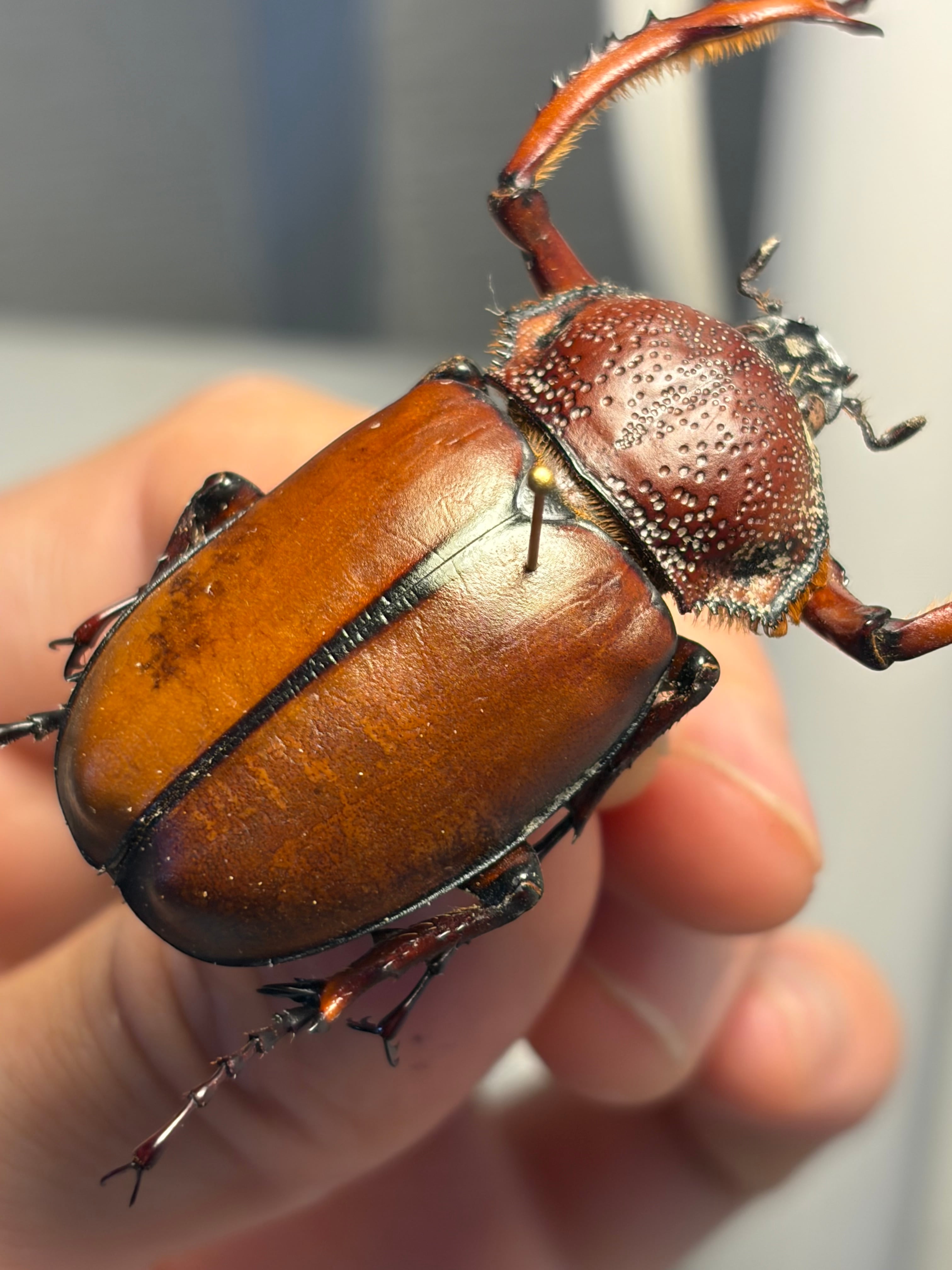 WC43mm】ダビディヒメテナガコガネ 標本 テナガカミキリ 昆虫標本 甲虫